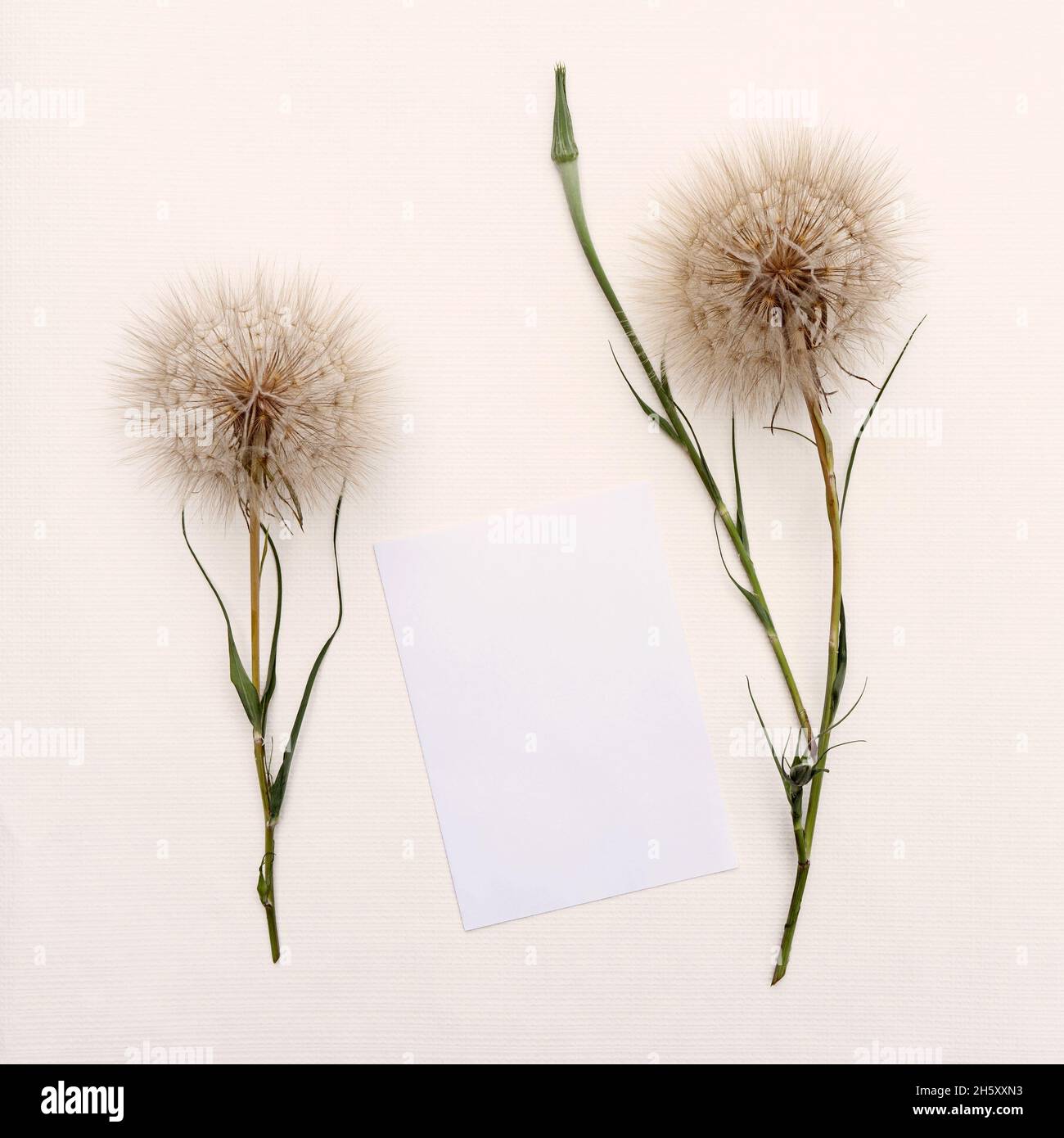 Flower arrangement of large fluffy dandelions with copy space for design. Stock Photo