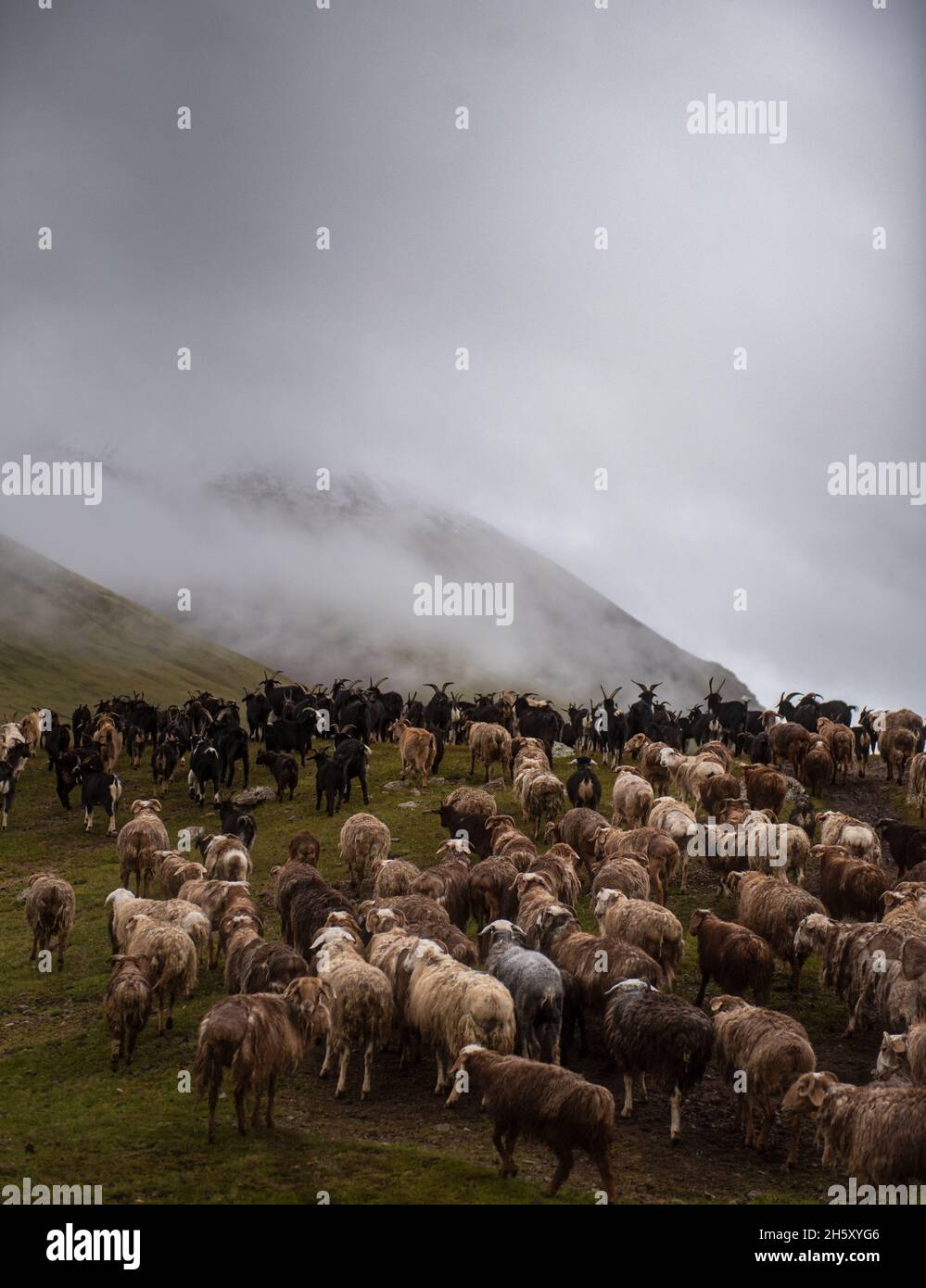 Mongolian sheep and goats are grazing in the pasture in western part of ...