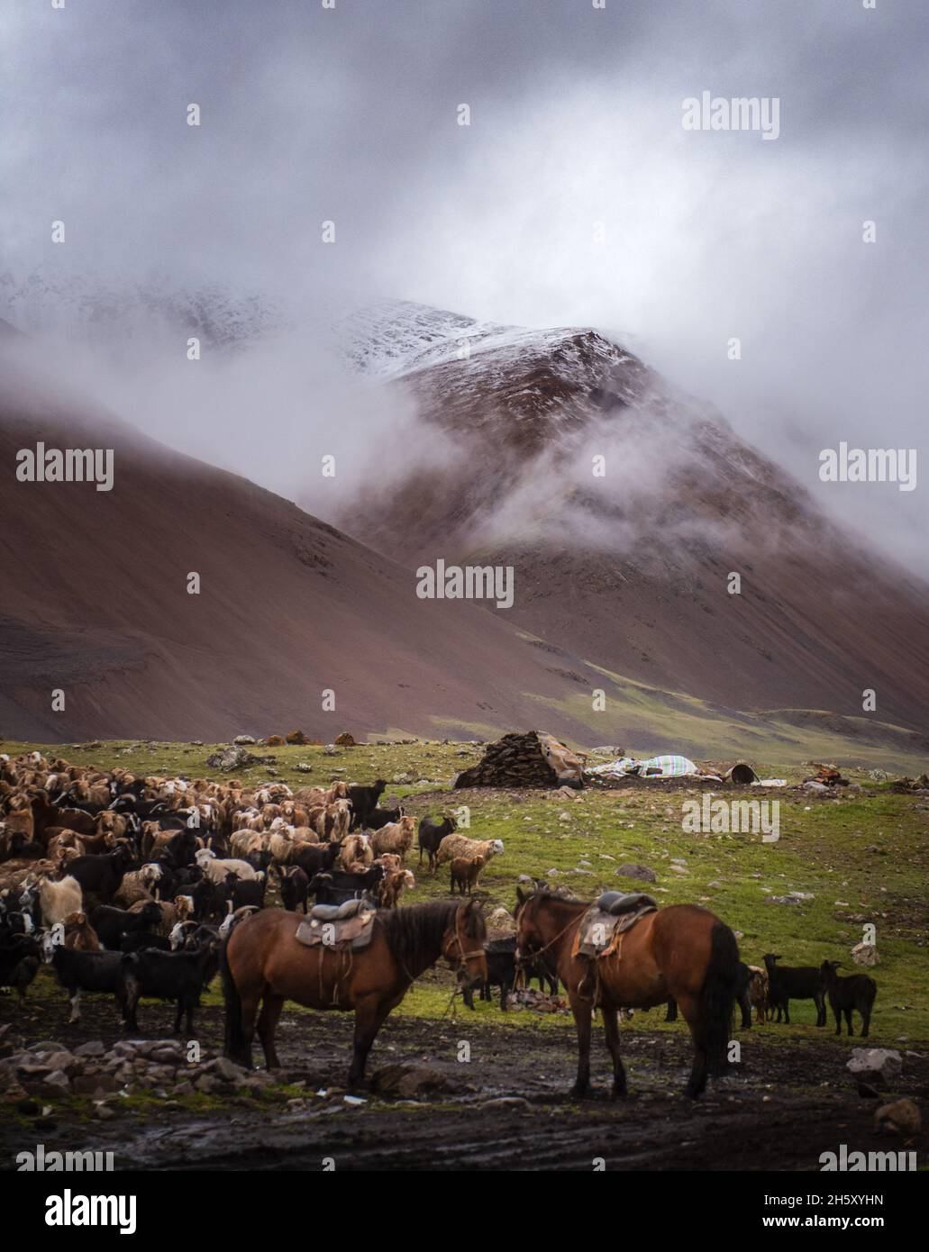 Mongolian sheep and goats are grazing in the pasture in western part of ...
