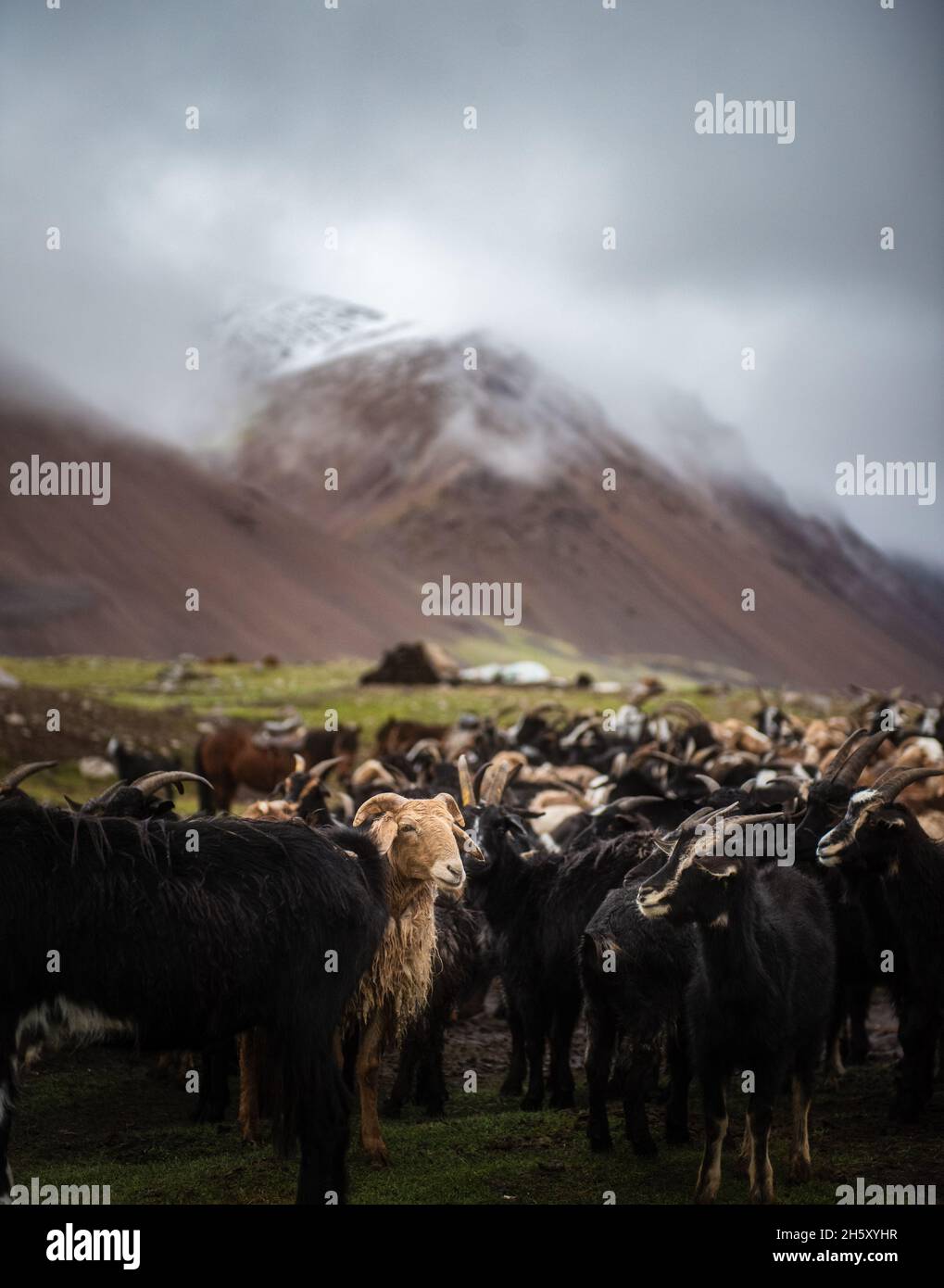 Mongolian sheep and goats are grazing in the pasture in western part of ...