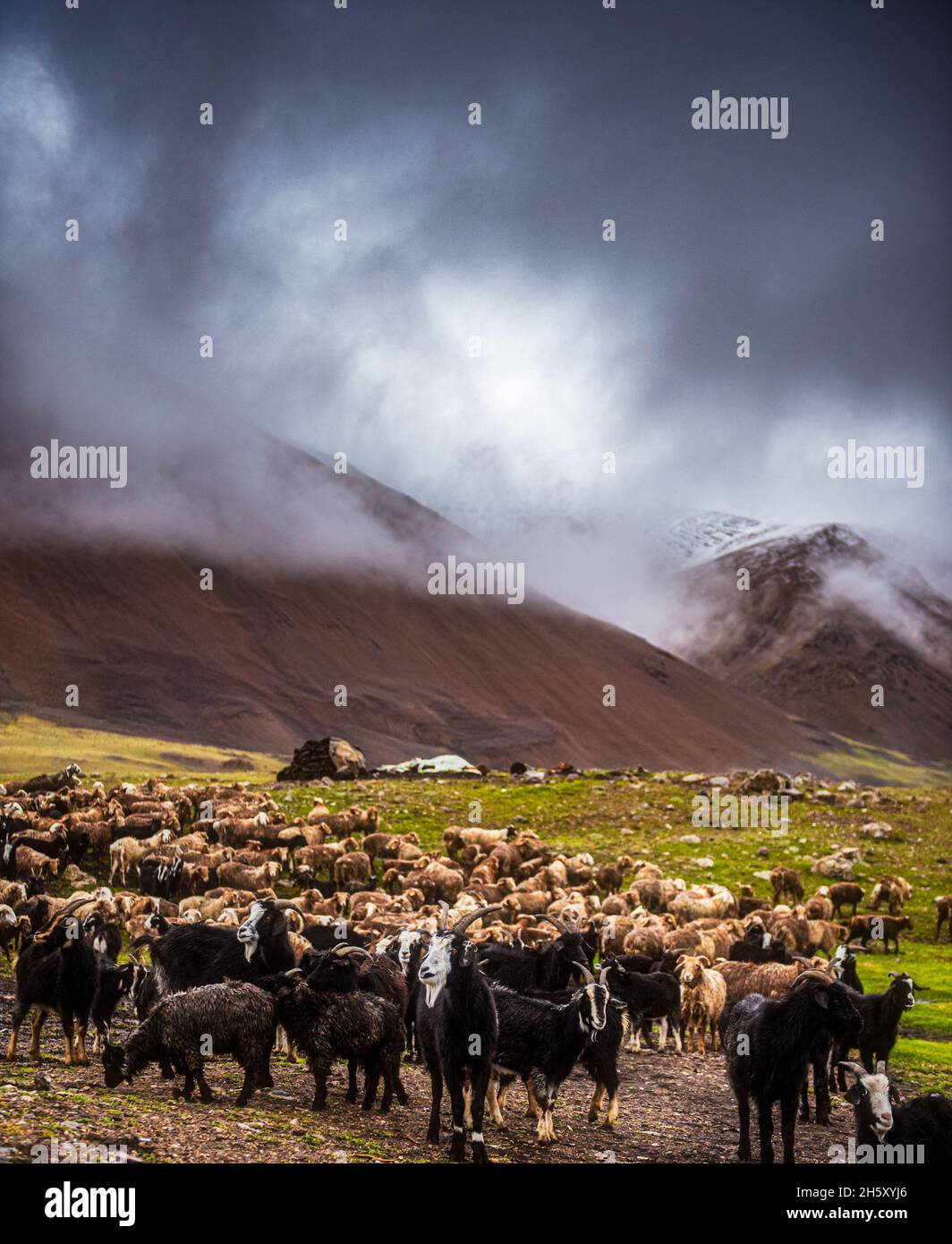 Mongolian sheep and goats are grazing in the pasture in western part of ...