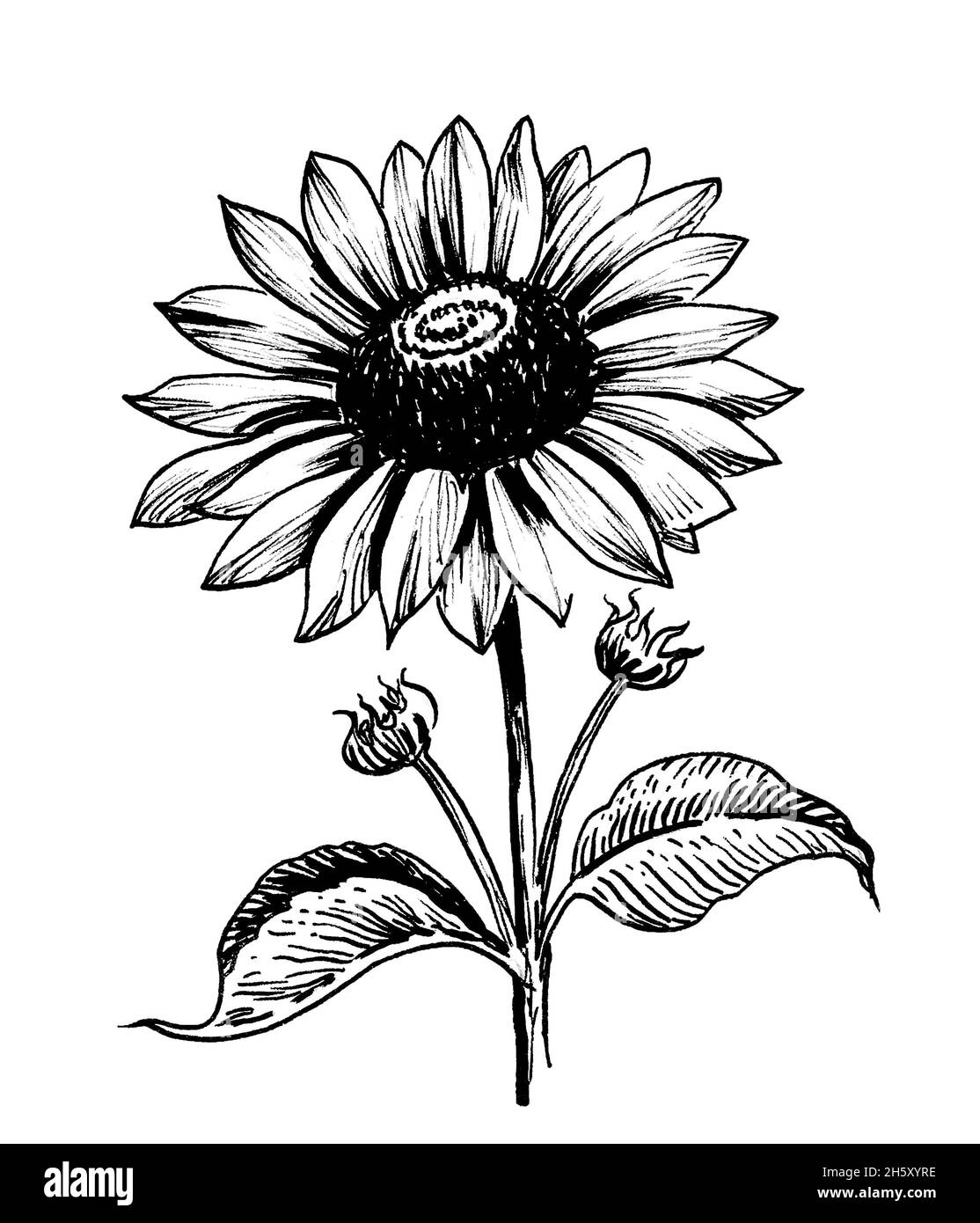 Blossoming sunflower. Ink black and white drawing Stock Photo - Alamy