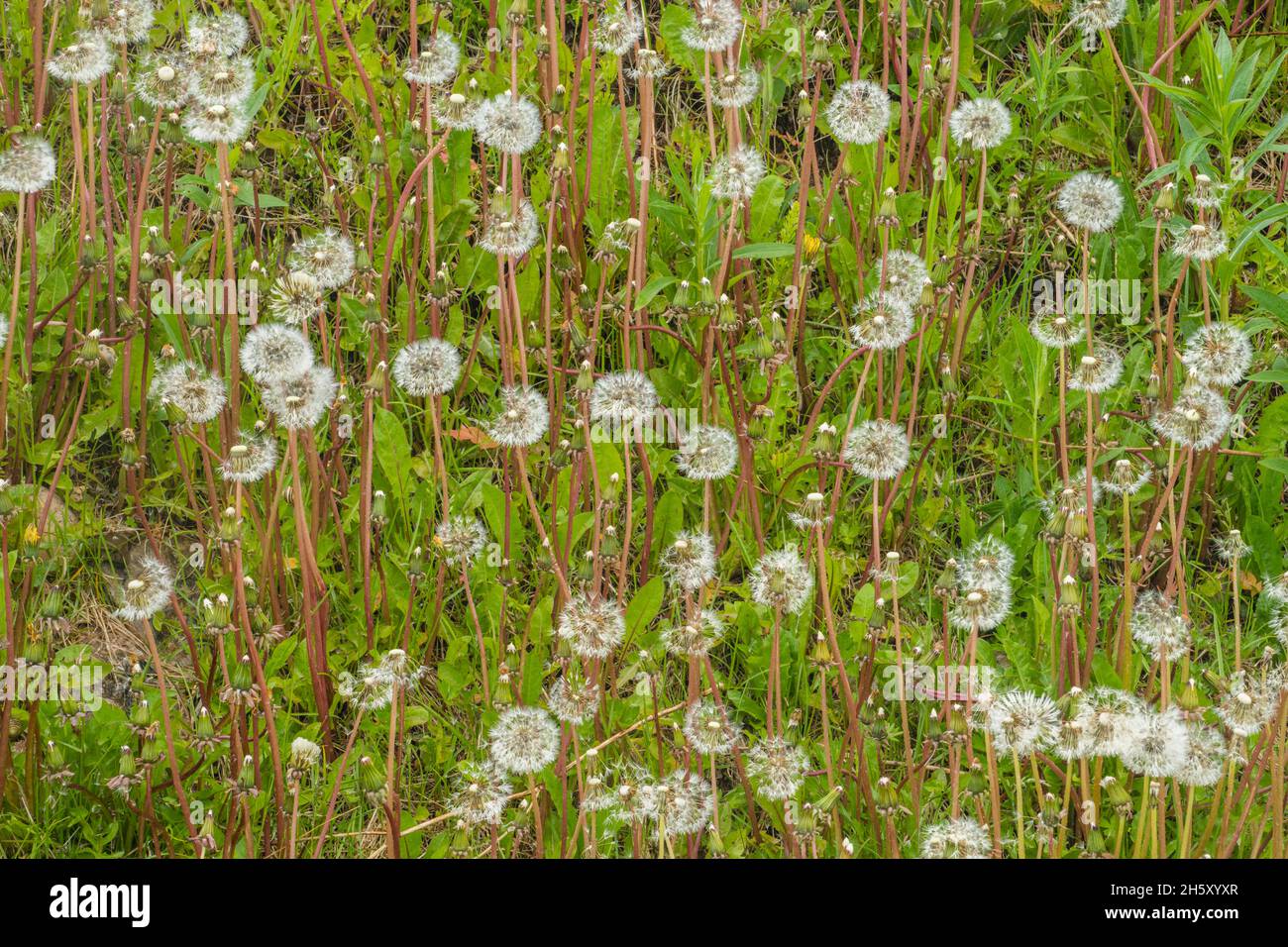 Dandelions (Taraxacum officinale) gone to seed, Sheaves Cove, Newfoundland and Labrador NL, Canada Stock Photo