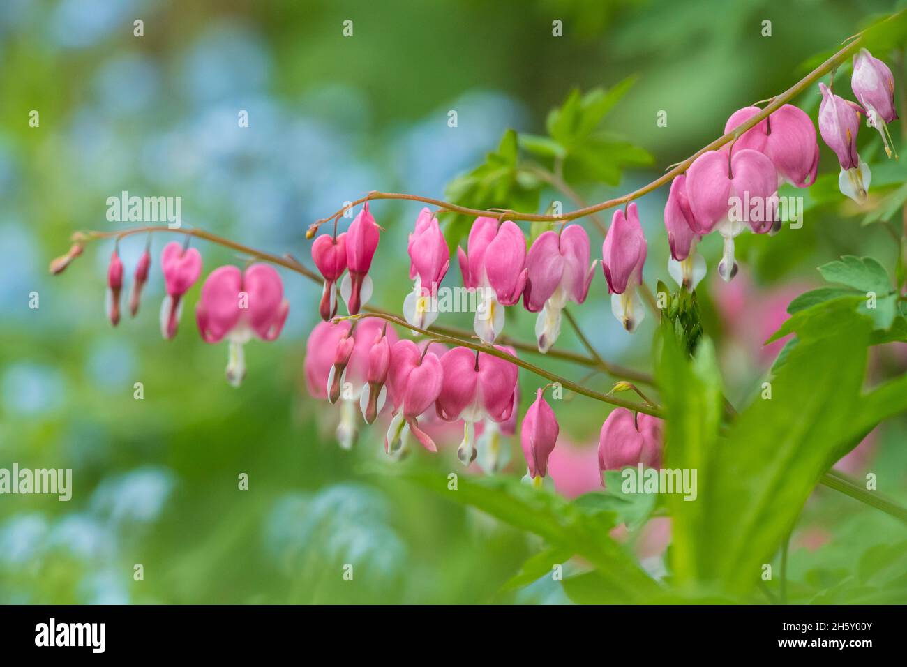 Flowering bleeding heart in an outdoor garden, Greater Sudbury, Ontario ...