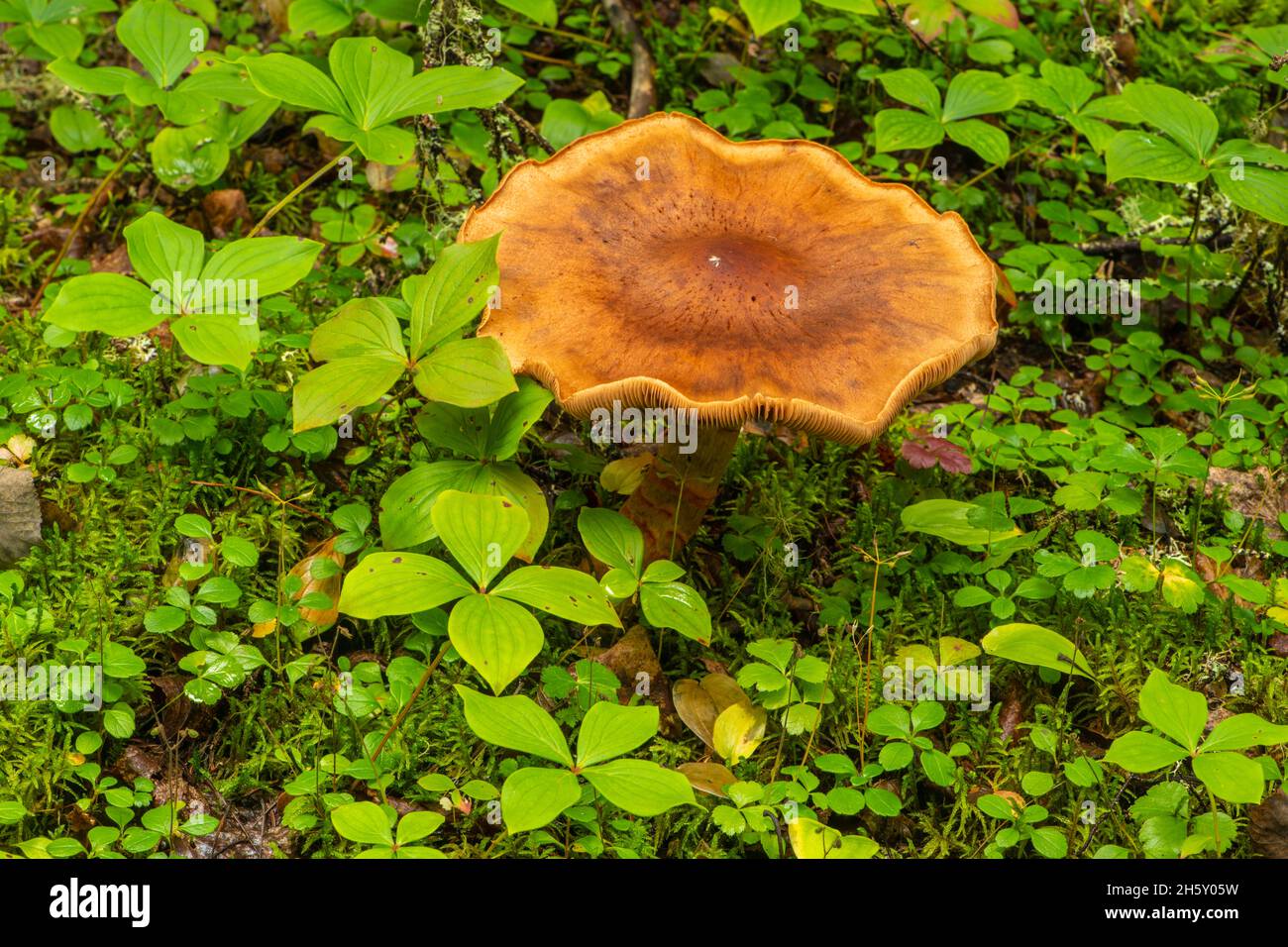 Boreal forest understory plants and fungi, Neys Provincial Park, Ontario, Canada Stock Photo