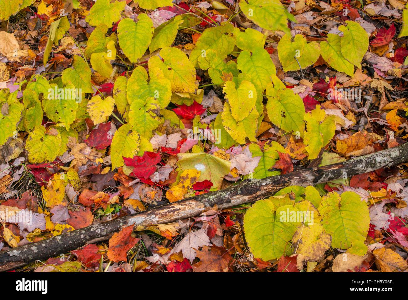 Large leaf aster (Eurybia macrophylla) and light snow in autumn, Batchawana Bay, Ontario, Canada Stock Photo