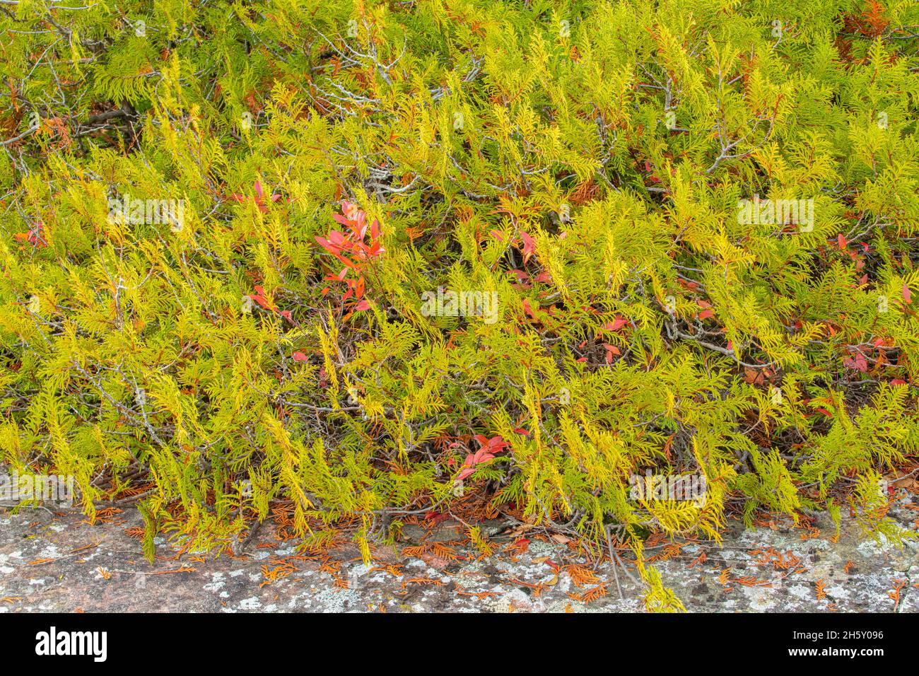 Eastern white cedar (Thuja occidentalis), Lake Superior Provincial Park, Ontario, Canada Stock Photo