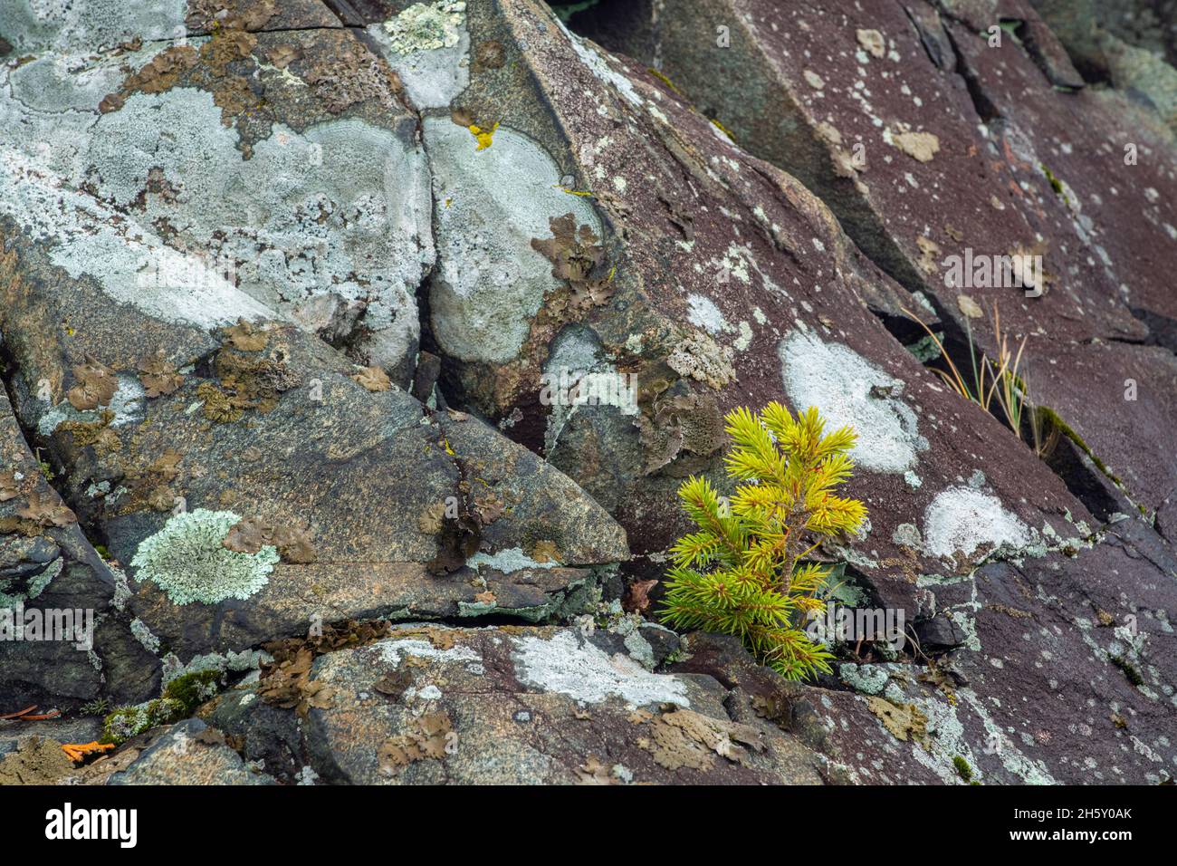 White spruce seedling (Picea glauca)growing in crack of Lake Superior shoreline rocks, Wawa, Ontario, Canada Stock Photo