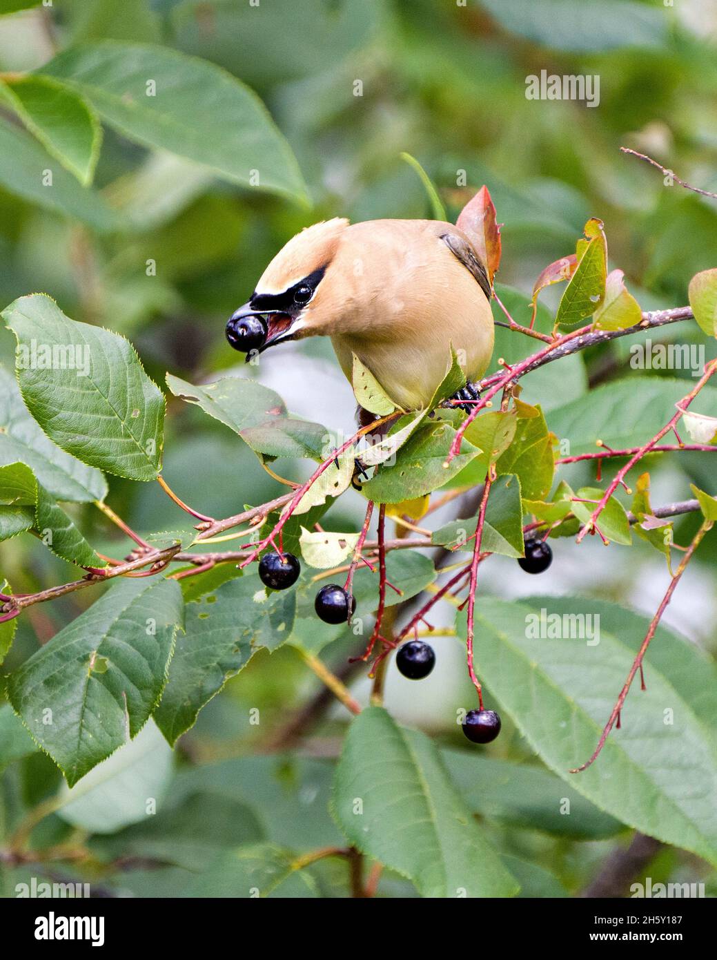 Cedar Waxwing perched eating wild berry fruits in its environment and
