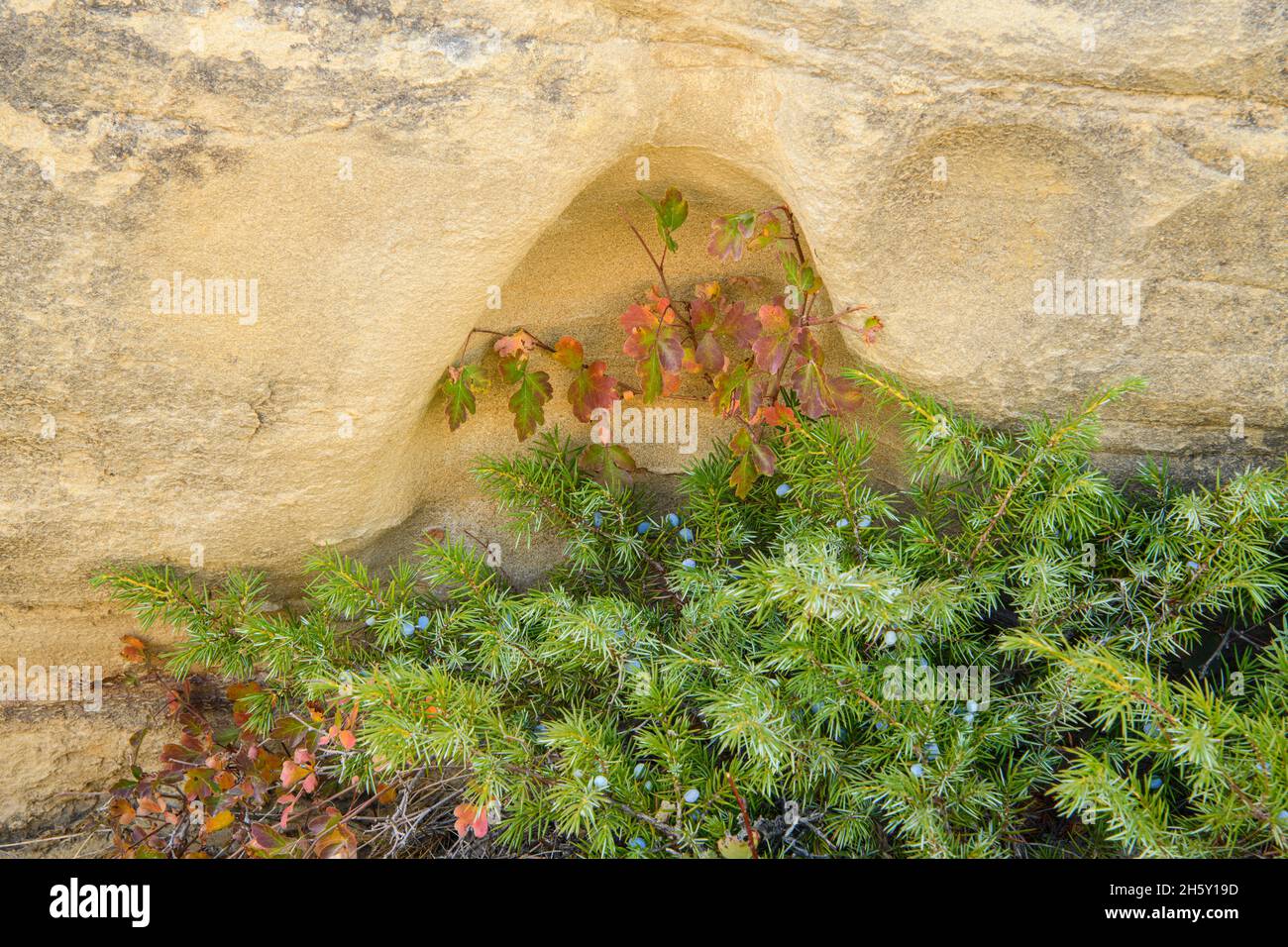 Creeping Juniper (Juniperus horizontalis) in the sandstone hoodoos, Writing on Stone Provincial Park, Alberta, Canada Stock Photo