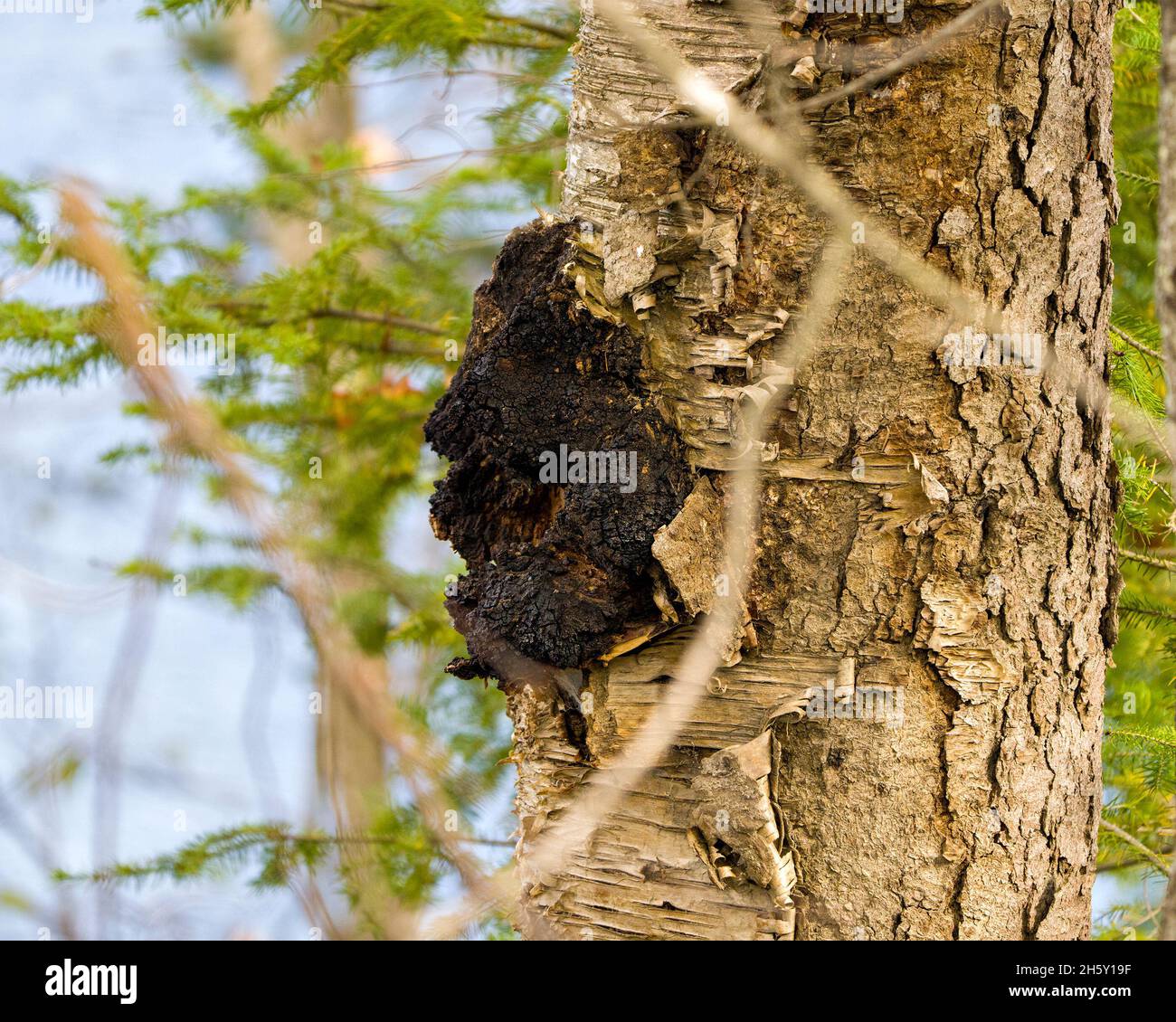Chaga Mushroom growing on the side of a yellow birch tree in the forest with blur background.. Mushroom Image. Picture. Portrait. Stock Photo