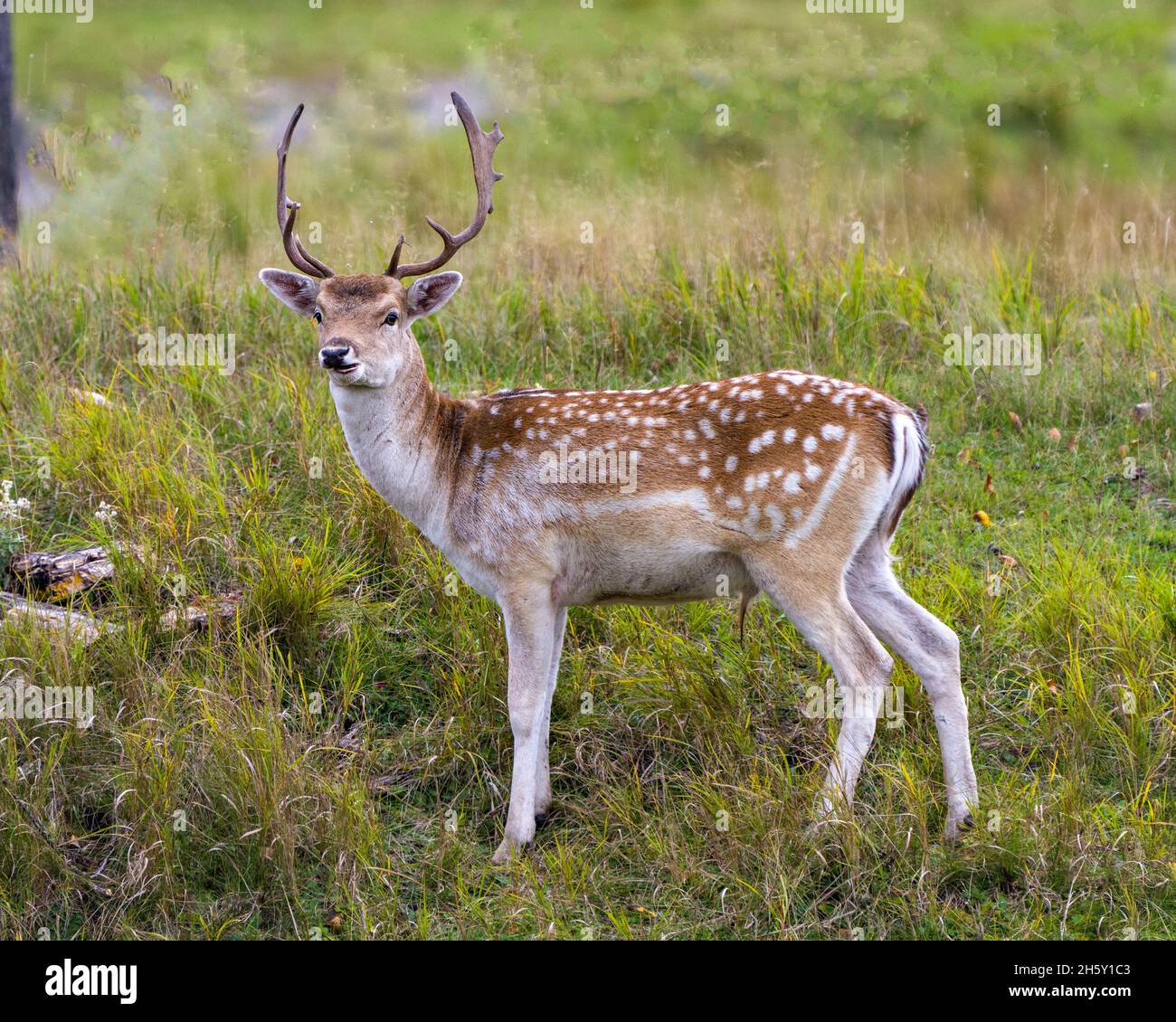 Fallow deer close-up profile view in the field with grass background in ...