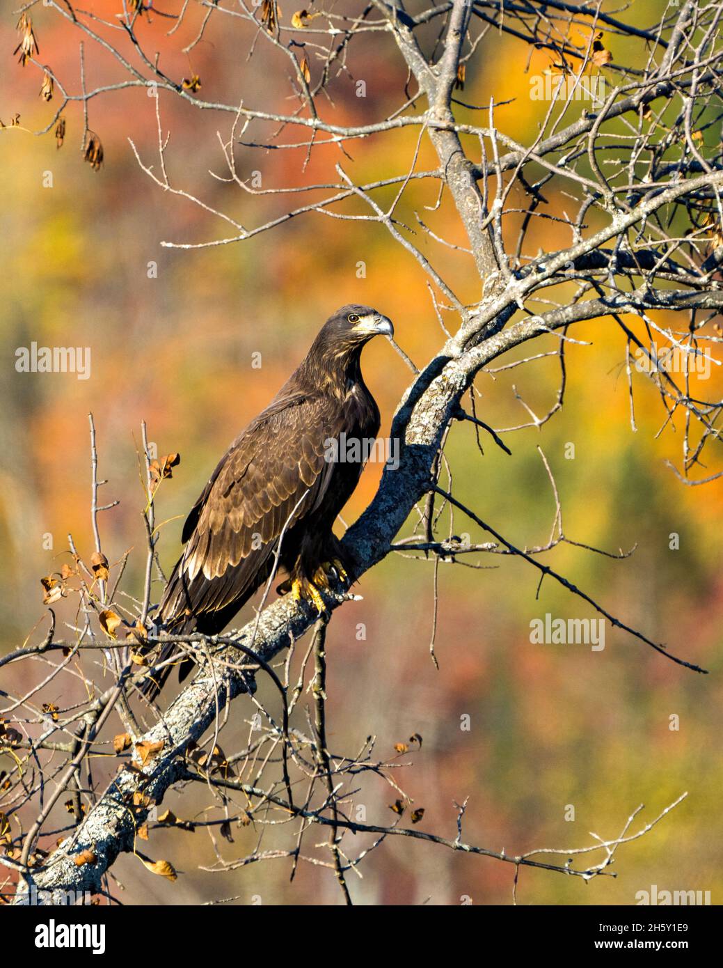 Bald Eagle perched with a autumn blur background in its environment and habitat surrounding and displaying its dark brown plumage,. Eagle Juvenile . Stock Photo