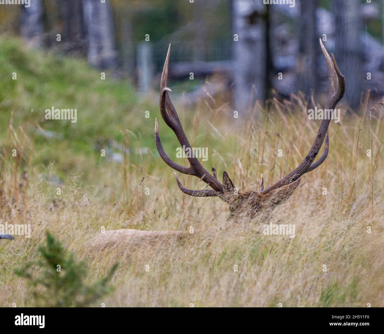 Male buck resting in the field in mating season in the bush with grass background in its environment and habitat. Head shot. Displaying antlers. Stock Photo
