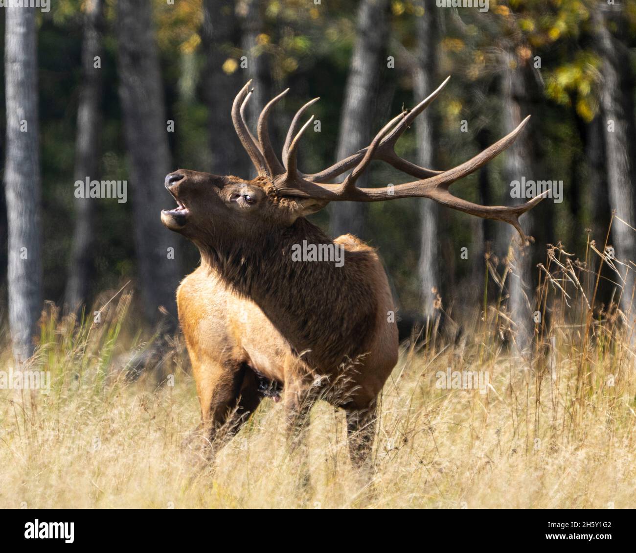 Elk male animal in the forest in the mating hunting season and making a bulge call, displaying mouth open, antlers in its environment and habitat. Stock Photo