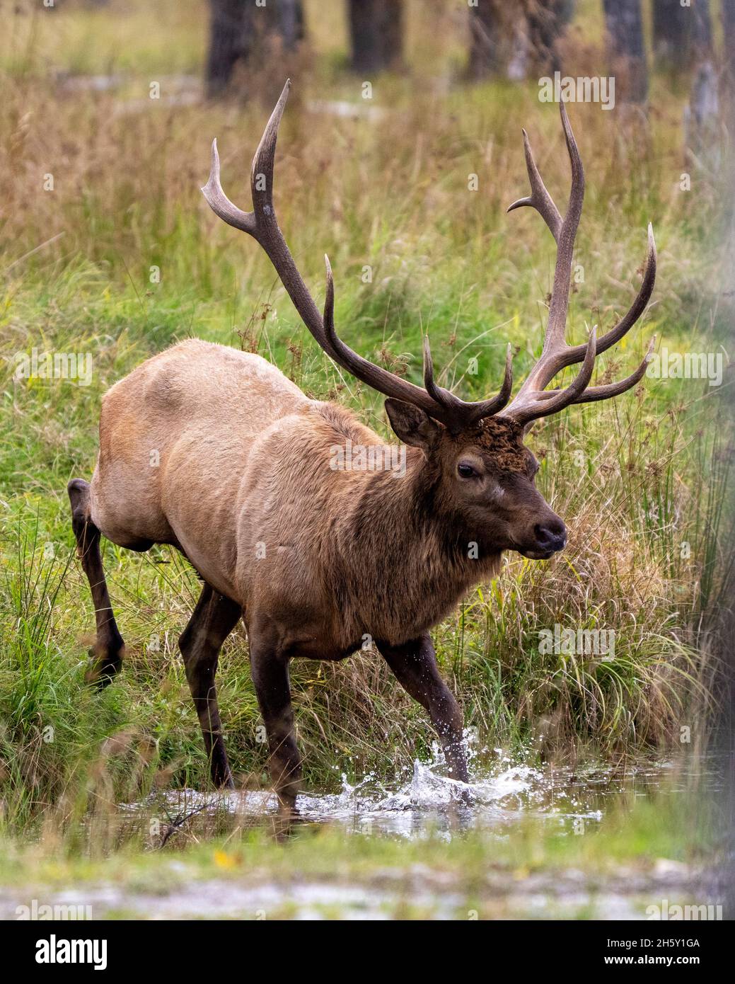 Elk animal family photo and image hires stock photography and images