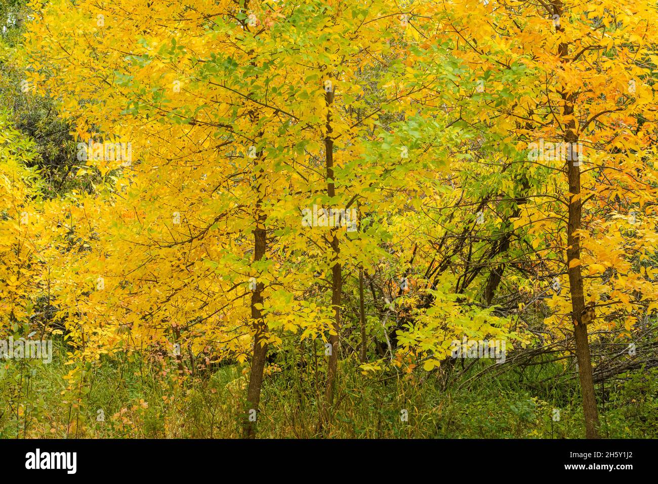 Green ash (Fraxinus pennsylvanica) in fall colour, Writing on Stone Provincial Park, Alberta, Canada Stock Photo