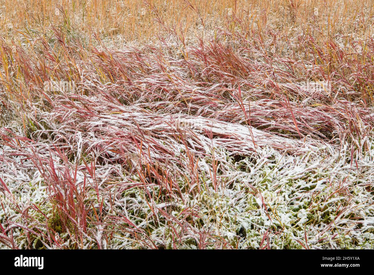 Autumn grasses with fresh snow, Banff National Park, Alberta, Canada Stock Photo