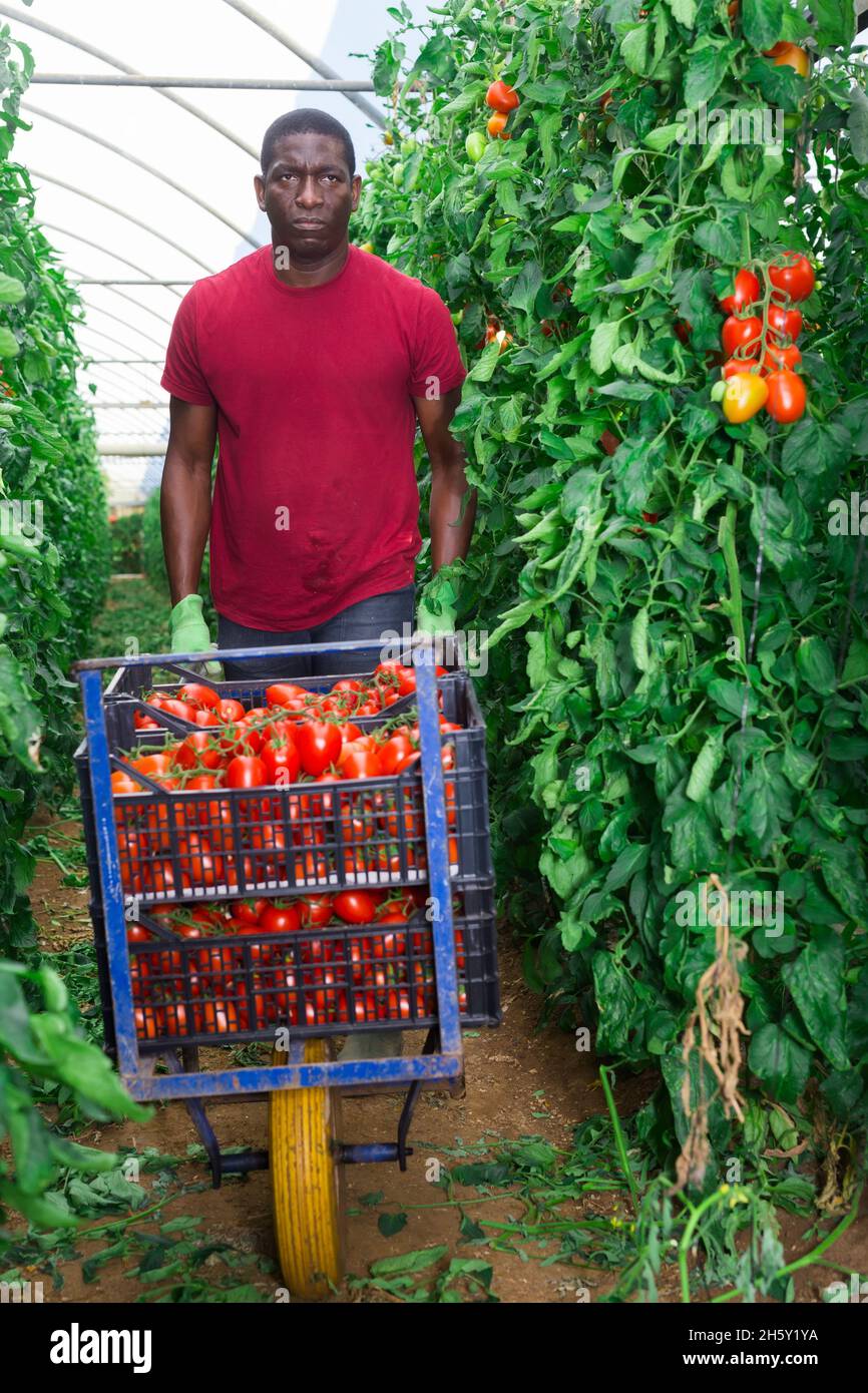 Man Afro gardener harvesting tomatoes in greenhouse Stock Photo - Alamy