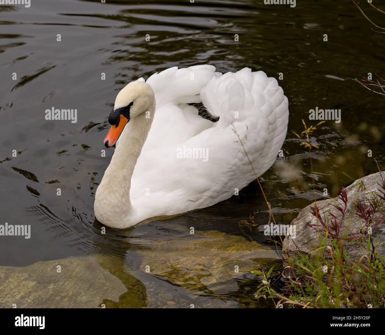 Swan Mute bird swimming with spread white wings with water background in its environment and habitat surrounding. Portrait. Picture. Stock Photo