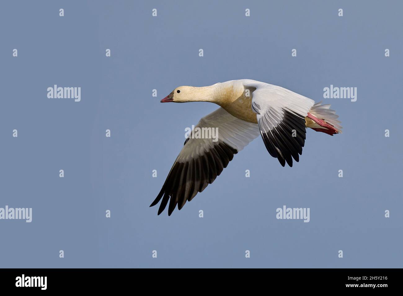 Ross's Goose (Anser rossii) 05 November 2021 Colusa County California USA Stock Photo