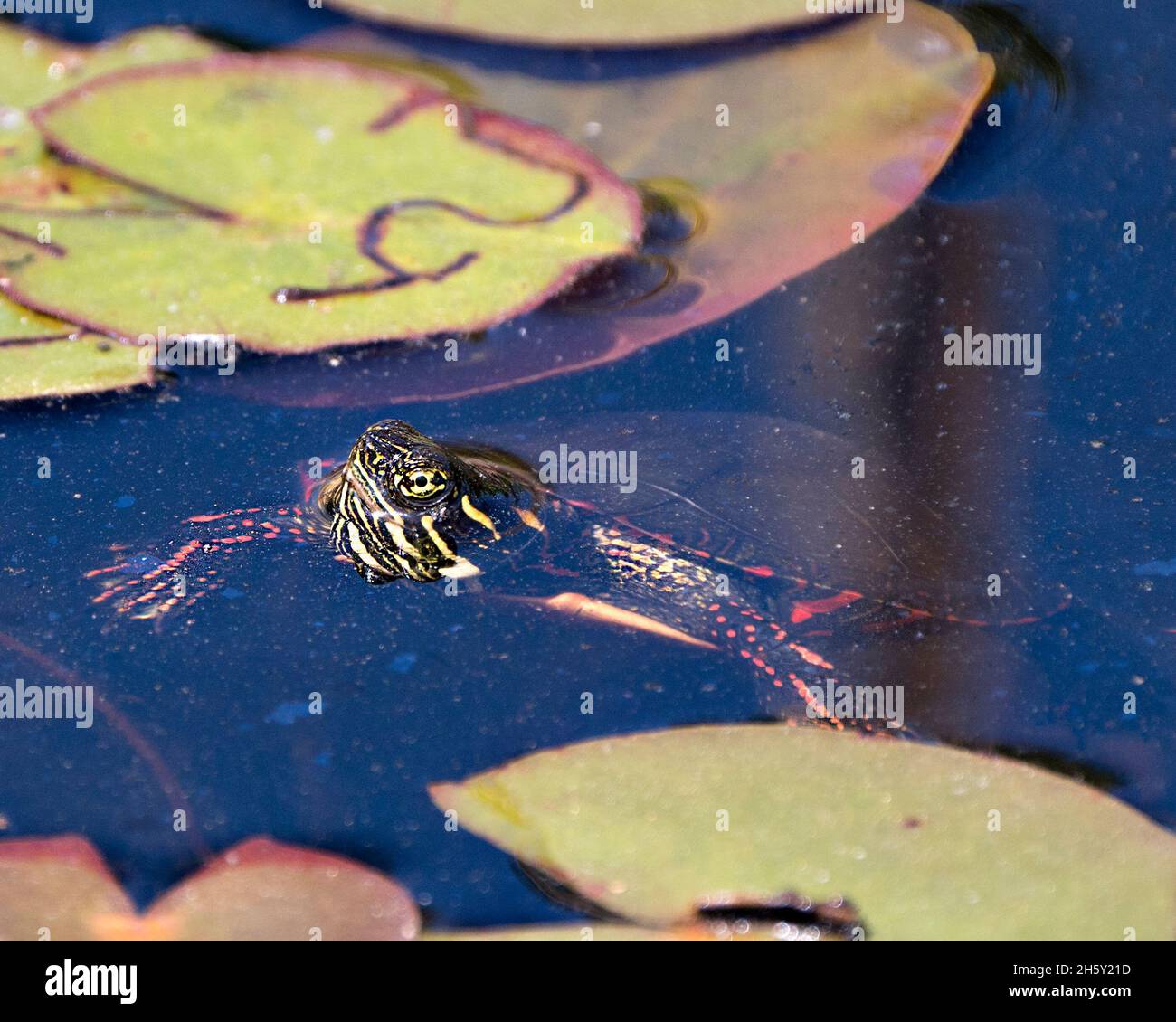 Painted turtle swimming in the pond with lily pad pond, water lilies background in its