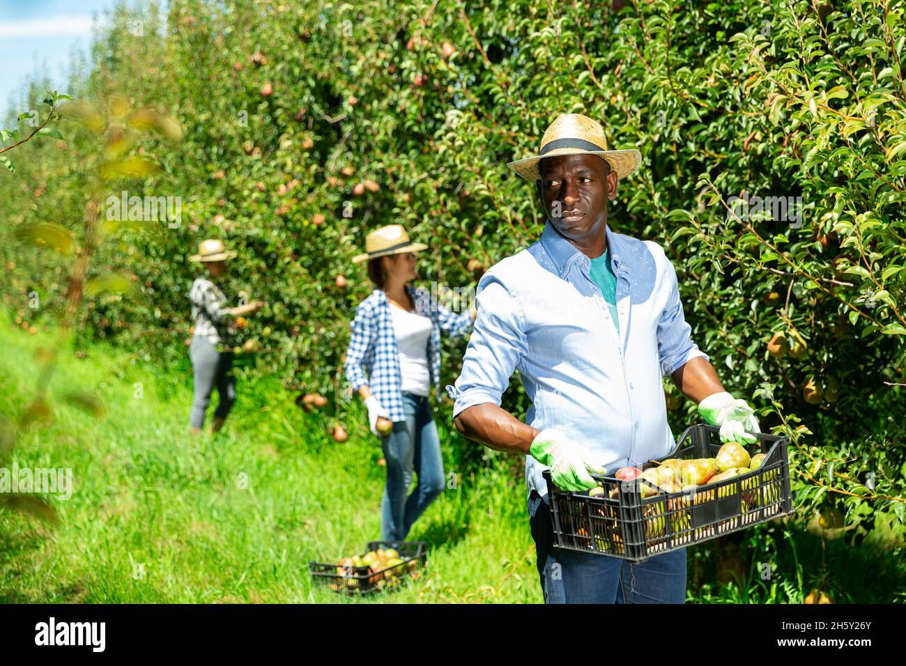 Farmer carrying crate with harvested pears Stock Photo - Alamy