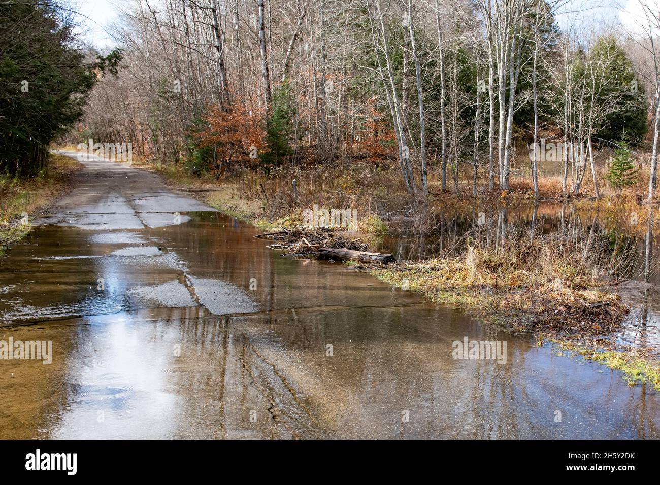Water flowing over road due to beaver dam blocking the culvert under the road with mud and sticks in the Adirondack Mountains wilderness. Stock Photo
