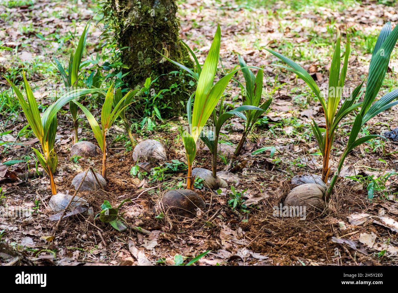 reforestation in the Amazon forest,coconut palm and native trees. Stock Photo