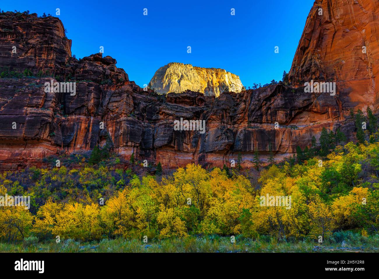 A view of the top of The Great White Throne and the fall colors in the Big Bend area in Zion National Park, Springdale, Washington County, Utah, USA. Stock Photo