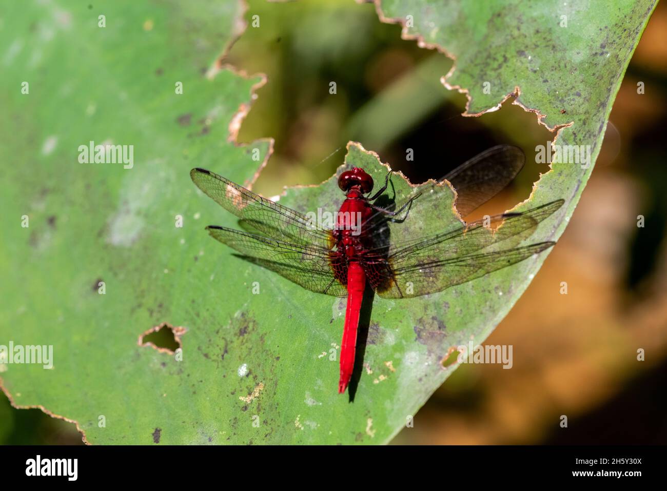 amazonian red dragonfly Stock Photo