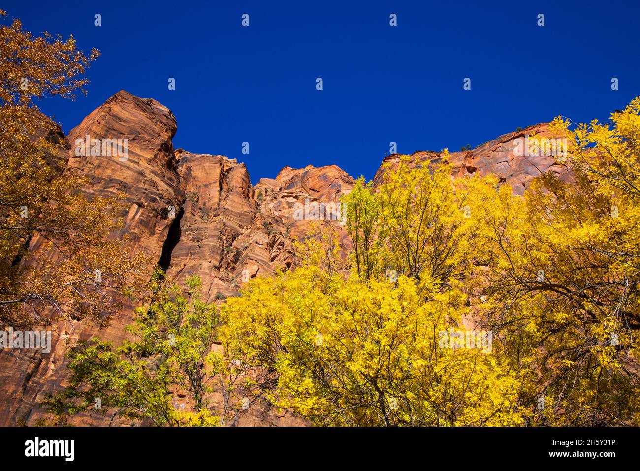 This a view of the spectacular red rock walls in the Temple of Sinawava area of Zion National Park, Springdale, Washington County, Utah, USA. Stock Photo