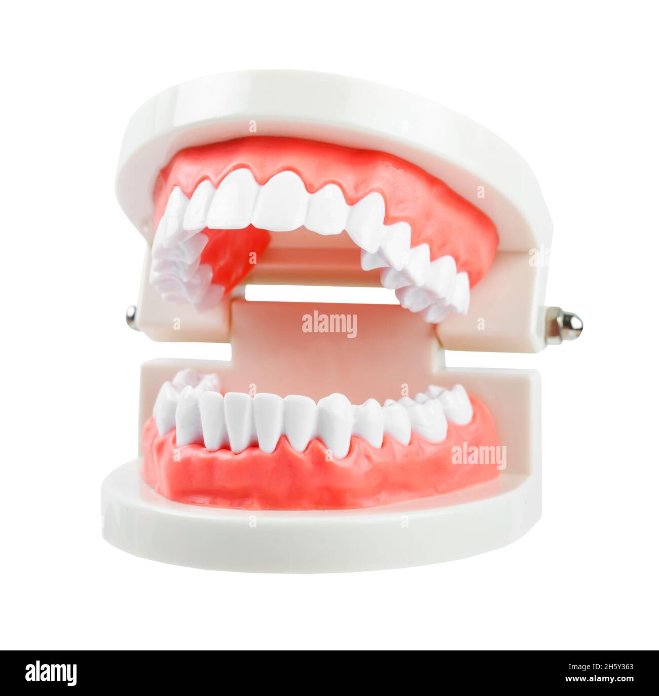 Teeth model isolated on white background, save clipping path. Stock Photo