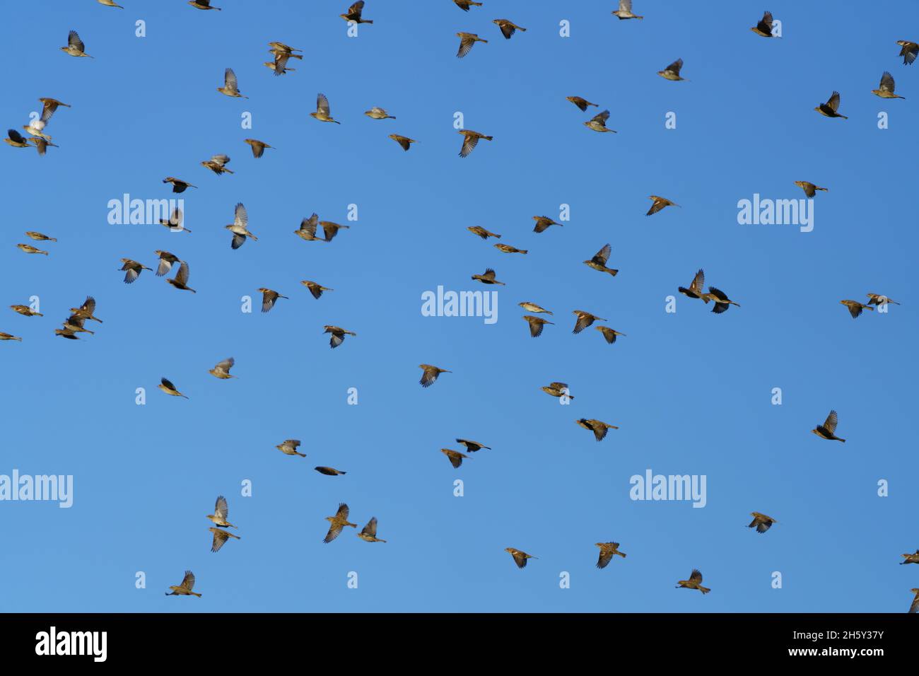 Flock of birds flying in a clear blue sky Stock Photo - Alamy