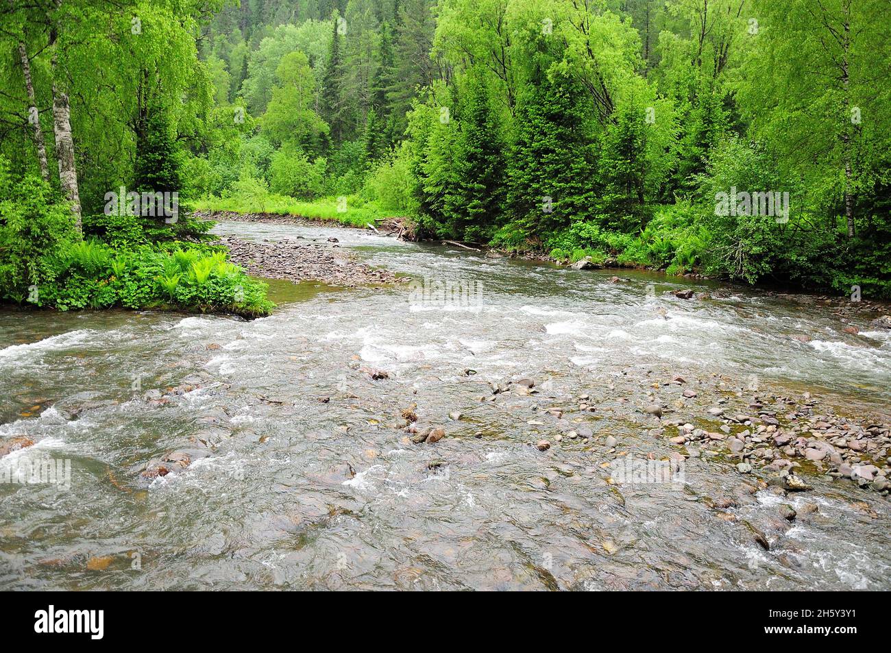 A stormy stream of a shallow mountain river flowing through the morning ...