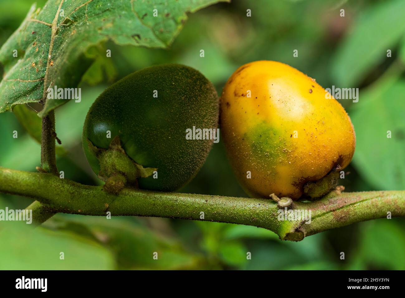 Cocona fruit, Solanum Sessiliflorum Stock Photo
