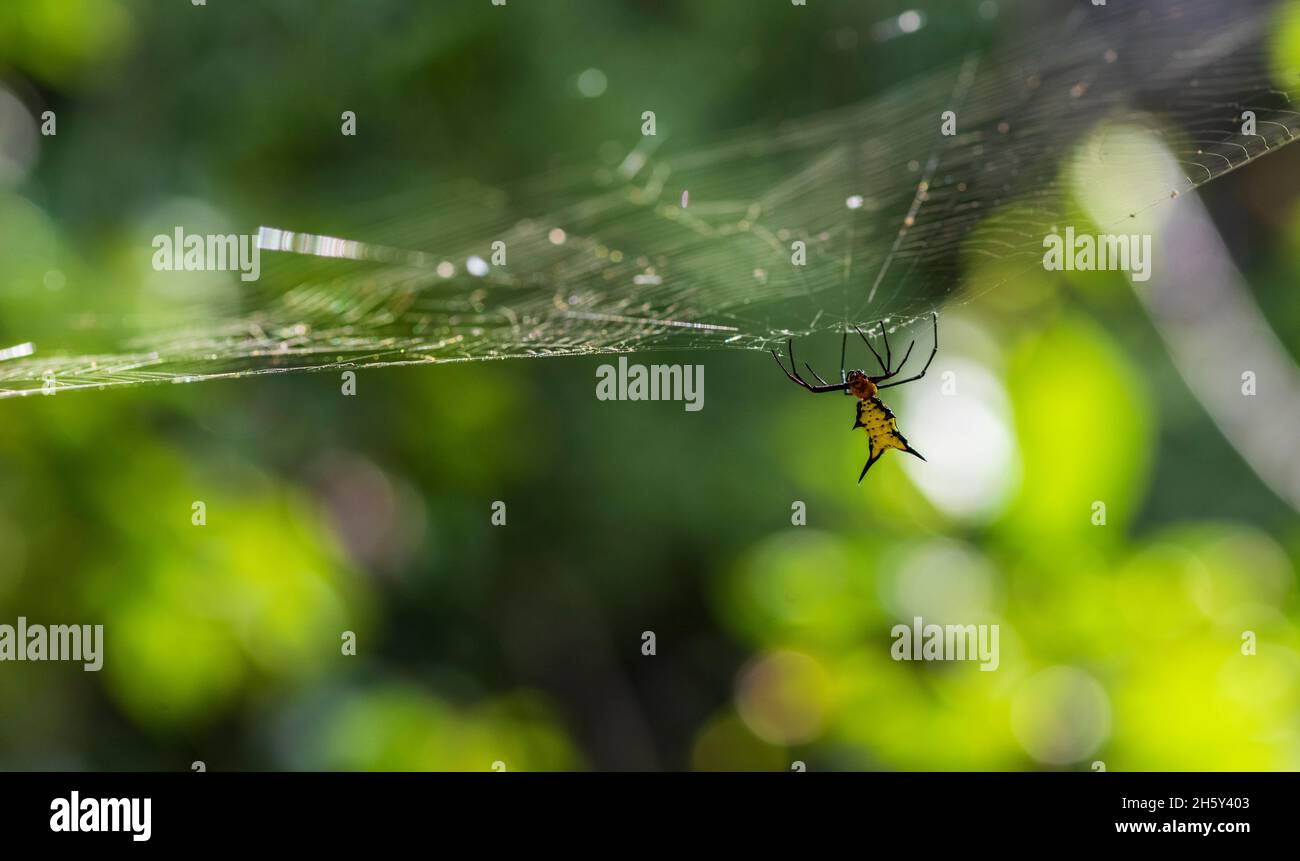amazonian insect Stock Photo