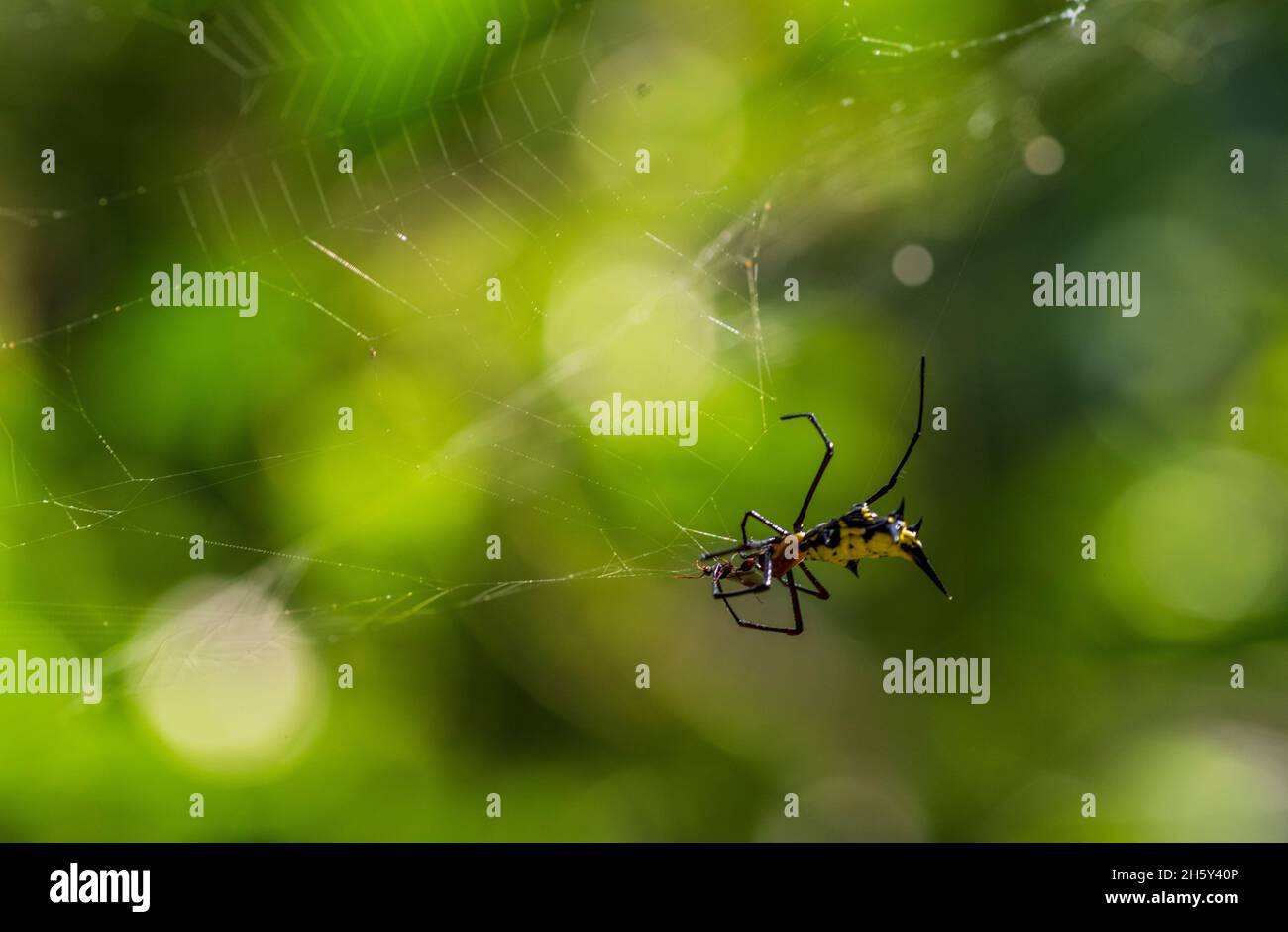 Amazon insect hi-res stock photography and images - Alamy