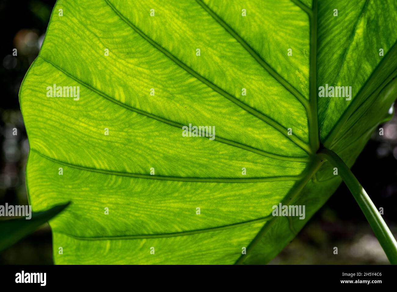 amazonian leaf in the jungle Stock Photo