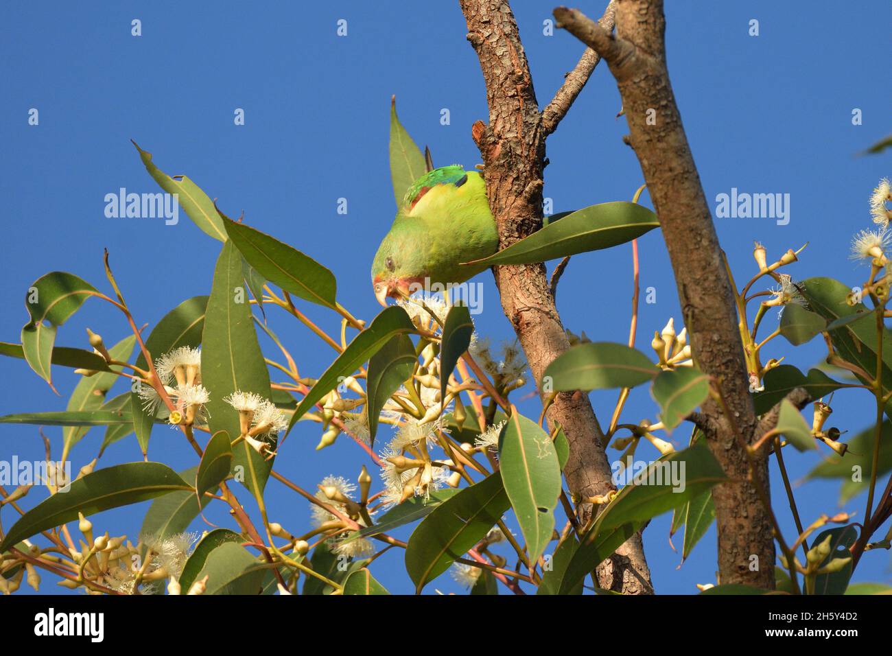 Critically endangered Swift Parrots feeding in Swamp Mahogany
