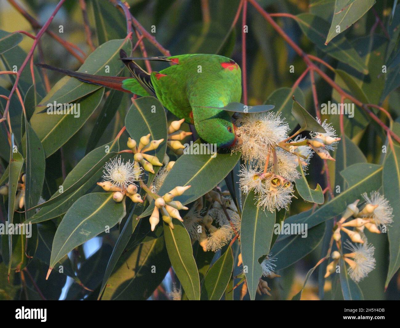 Critically endangered Swift Parrots feeding in Swamp Mahogany