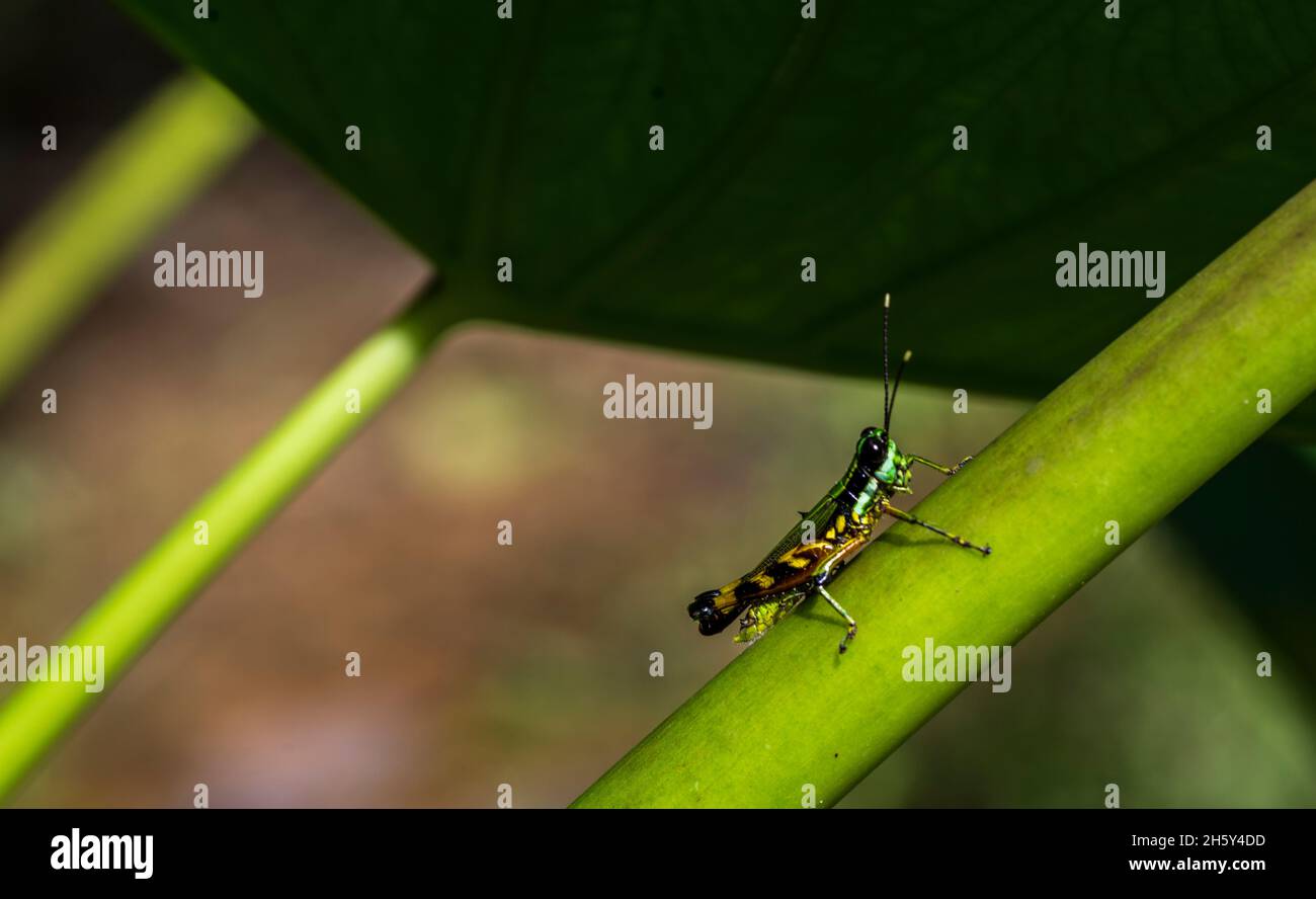amazonian insect Stock Photo