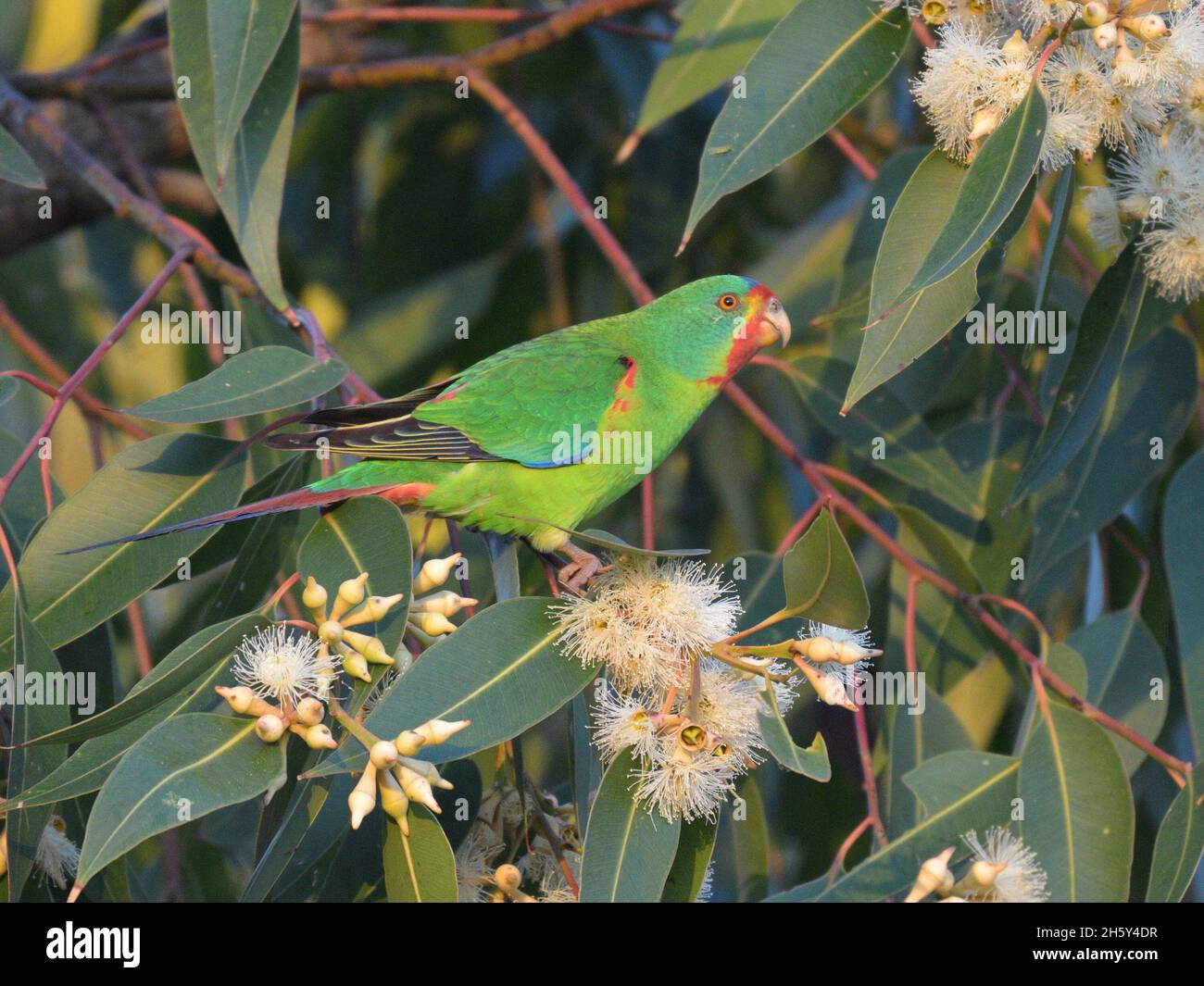 Critically endangered Swift Parrots feeding in Swamp Mahogany