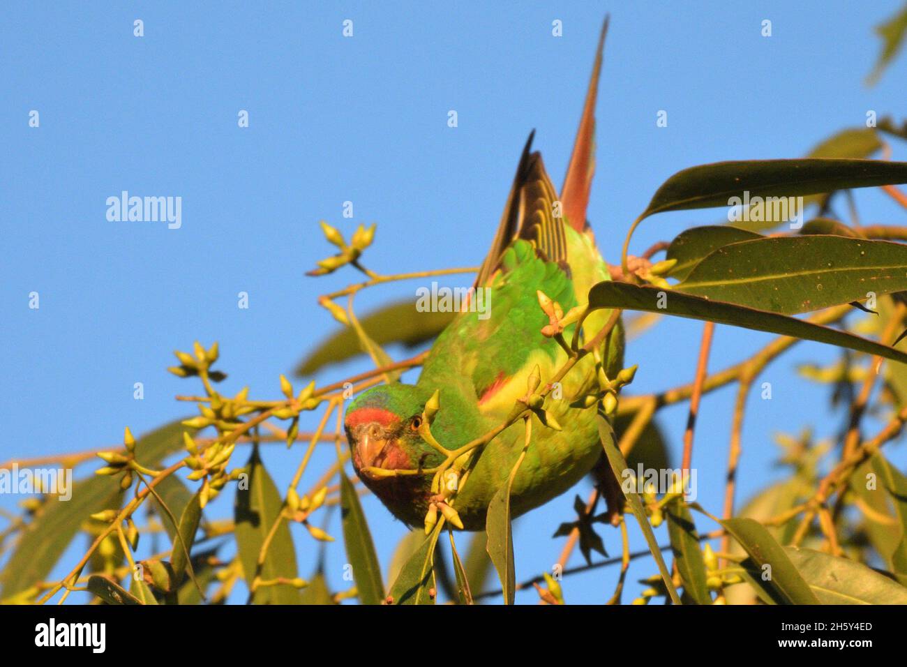 Critically endangered Swift Parrots feeding in Blue Gum eucalyptus