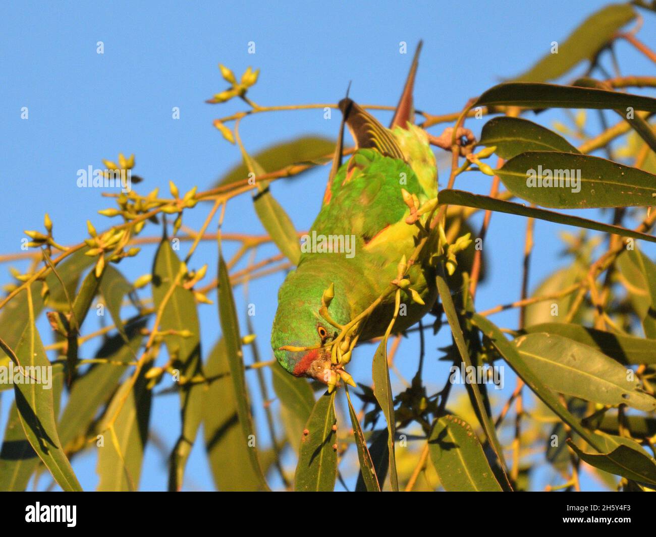 Critically endangered Swift Parrots feeding in Blue Gum eucalyptus