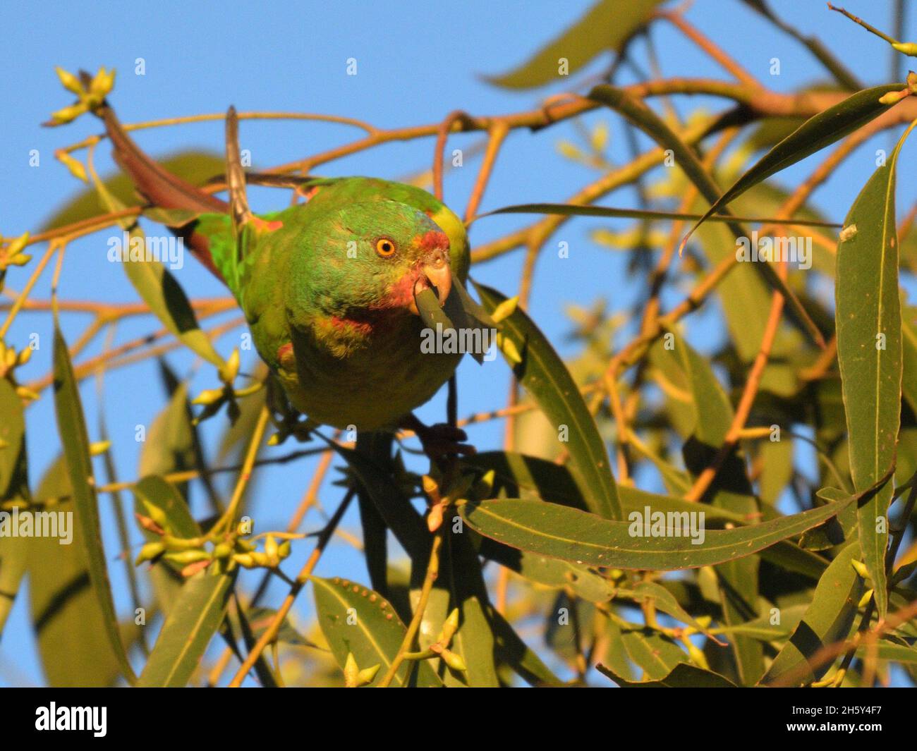 Critically endangered Swift Parrots feeding in Blue Gum eucalyptus