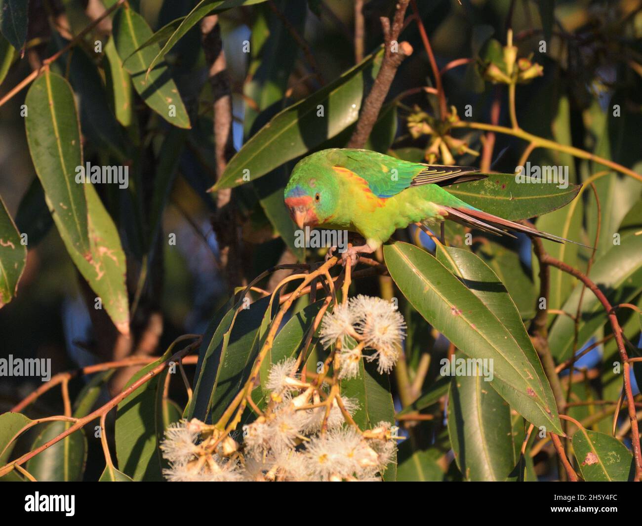 Critically endangered Swift Parrots feeding in Blue Gum eucalyptus