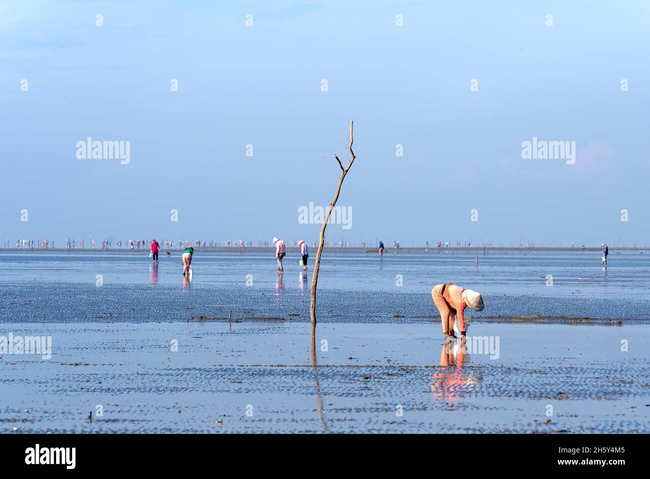 Can Gio District, Ho Chi Minh City, Vietnam - October 23, 2021: Fishermen harvest clams on the beach at low tide in Can Gio district, HCMC, Vietnam Stock Photo