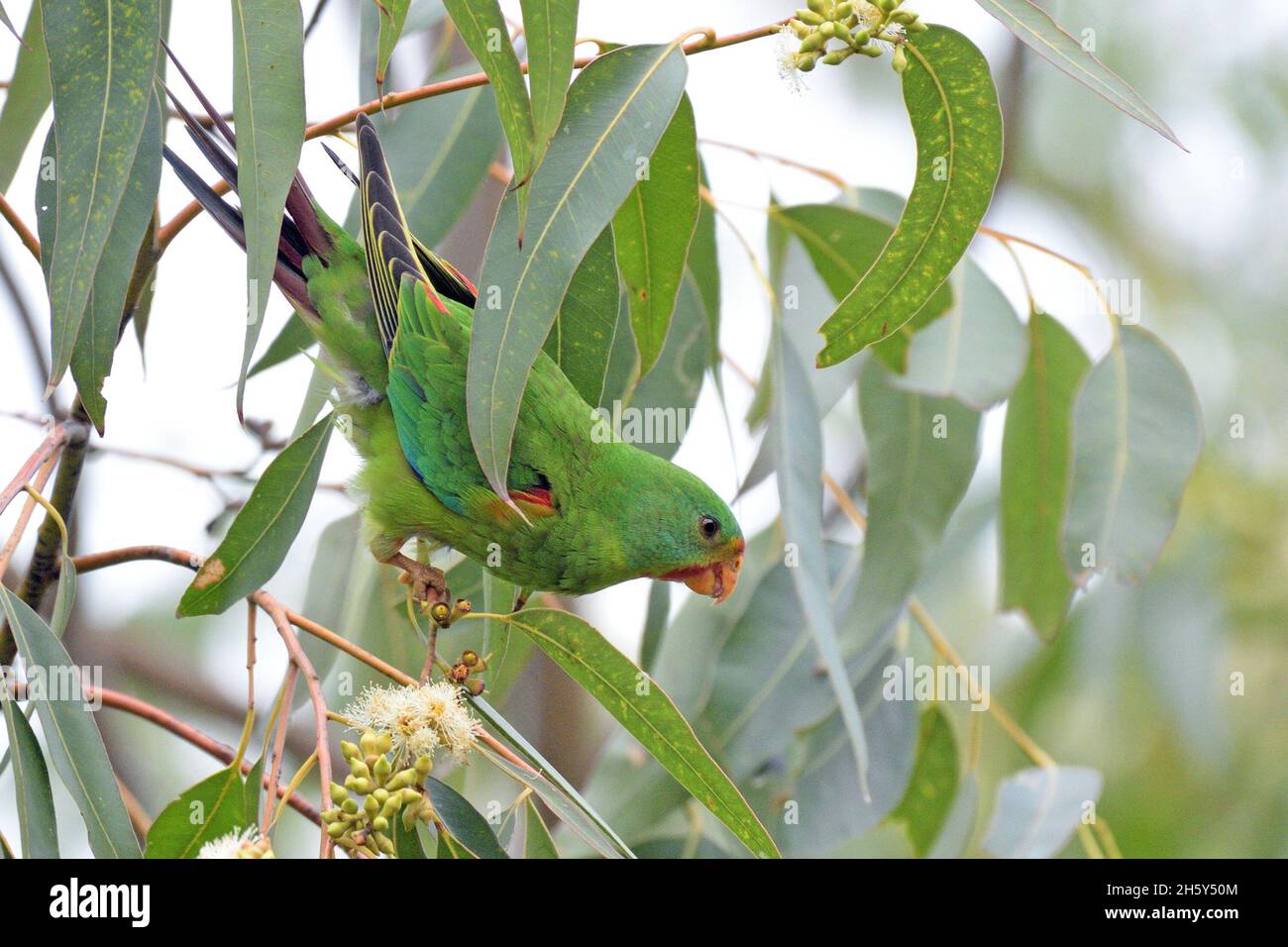 Critically endangered Swift Parrots feeding in Blue Gum eucalyptus