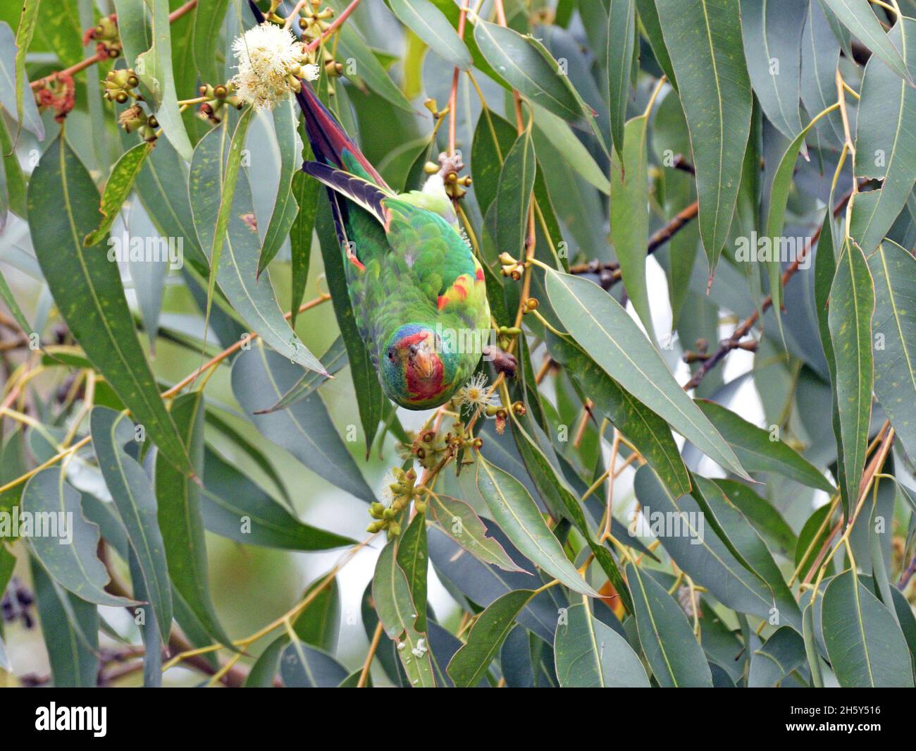 Critically endangered Swift Parrots feeding in Blue Gum eucalyptus